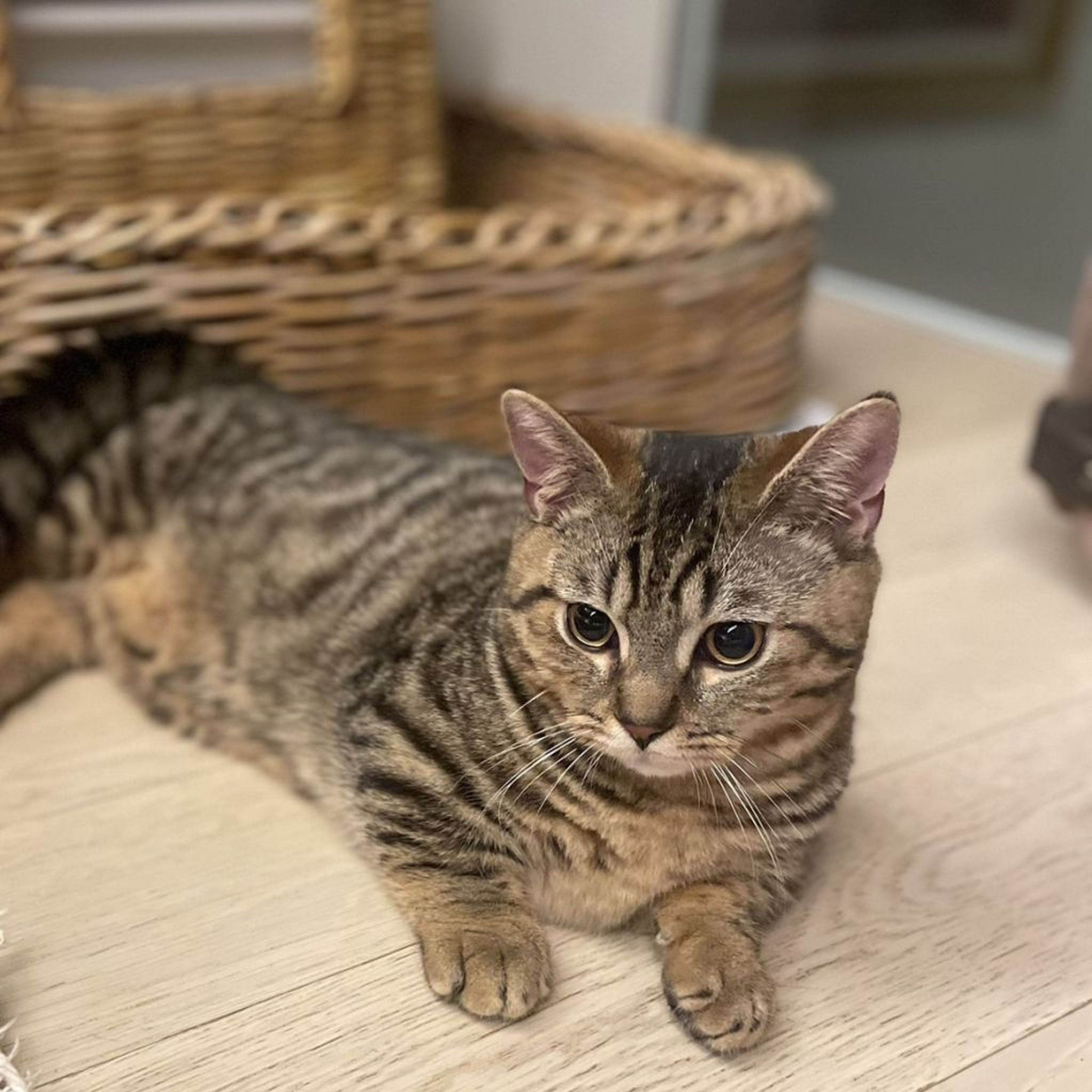 pet-image-4