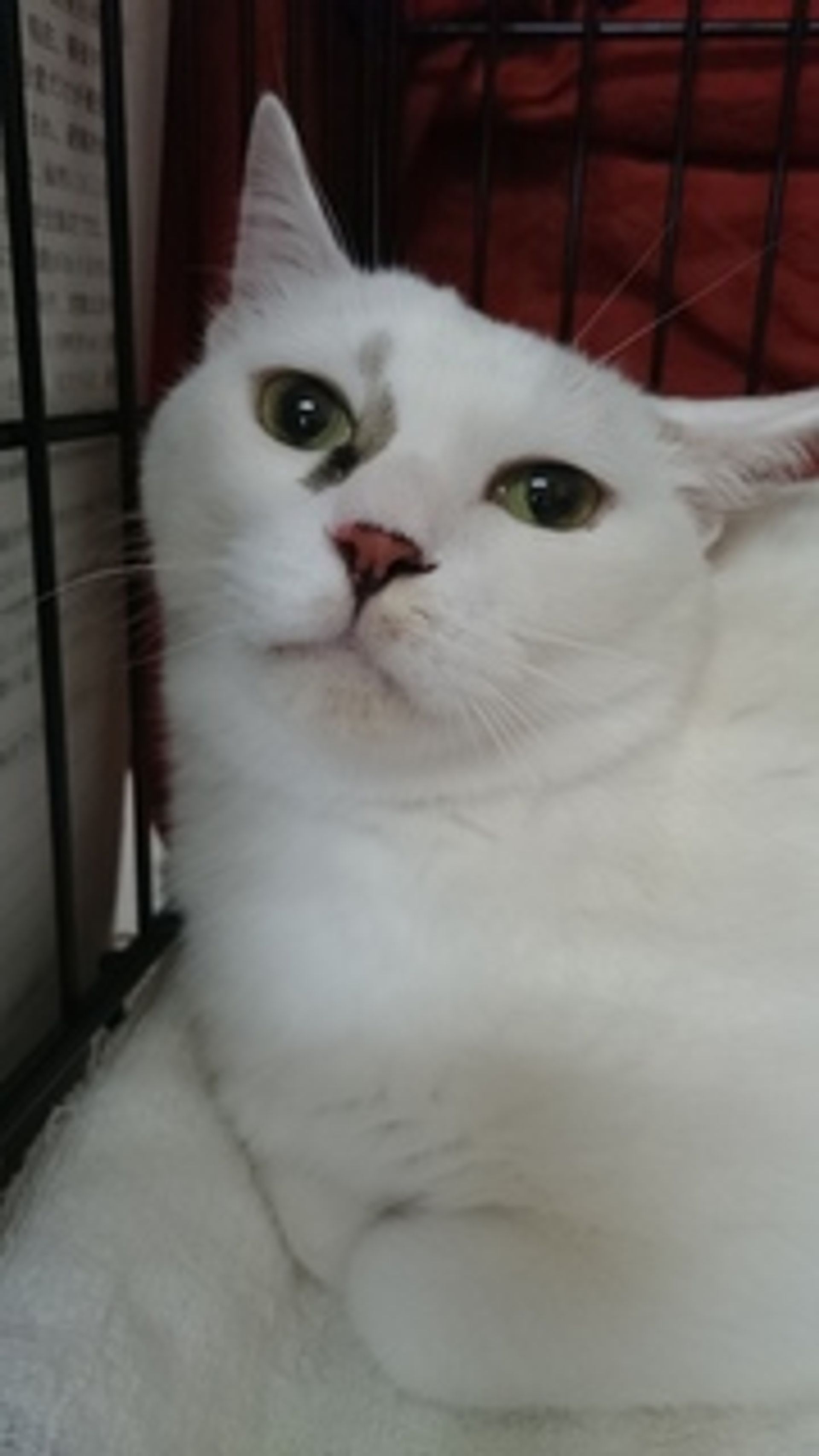 雑種（ミックス猫）・メスの里親募集の写真