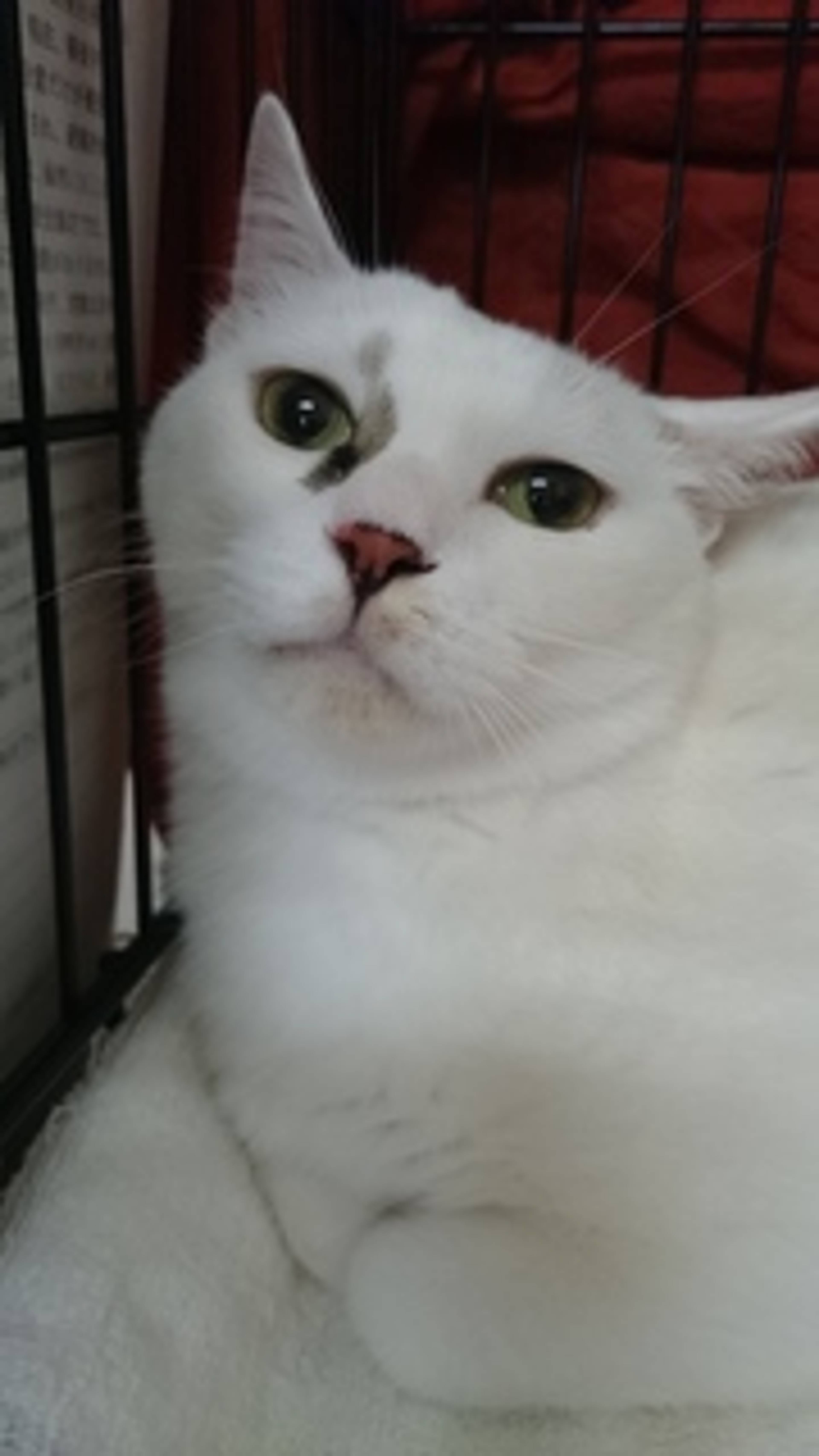 雑種（ミックス猫）・メスの里親募集の写真