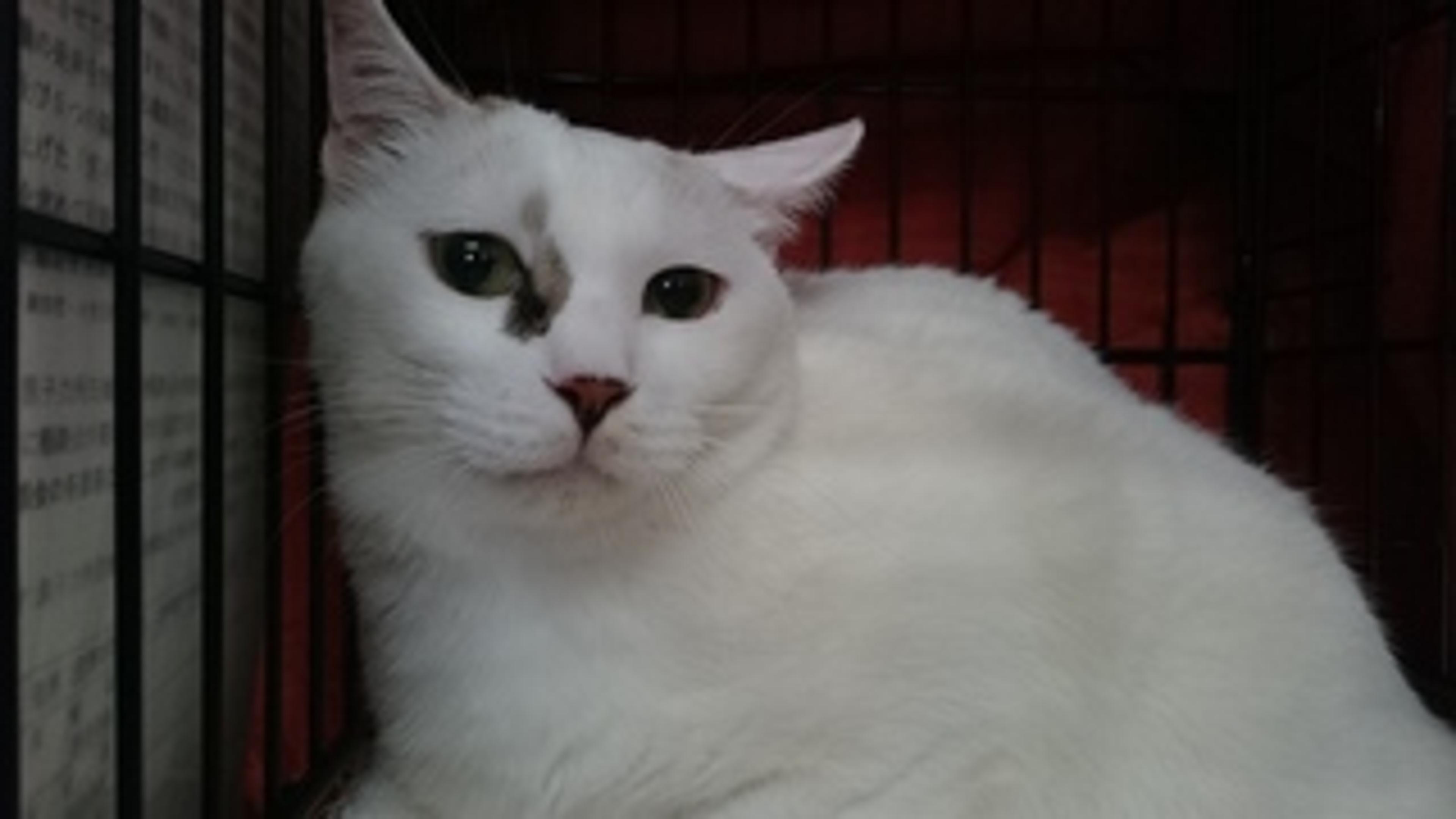 pet-image-2