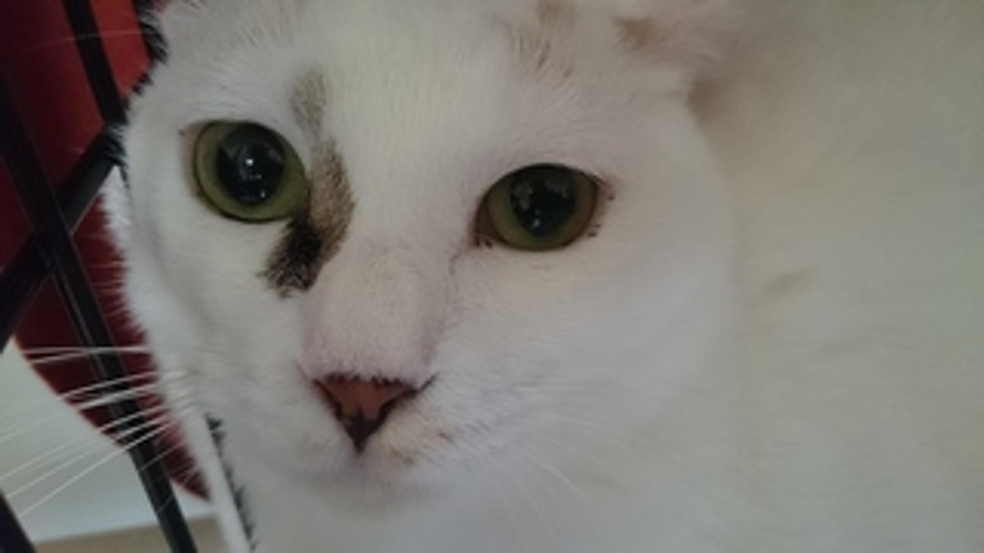 pet-image-3