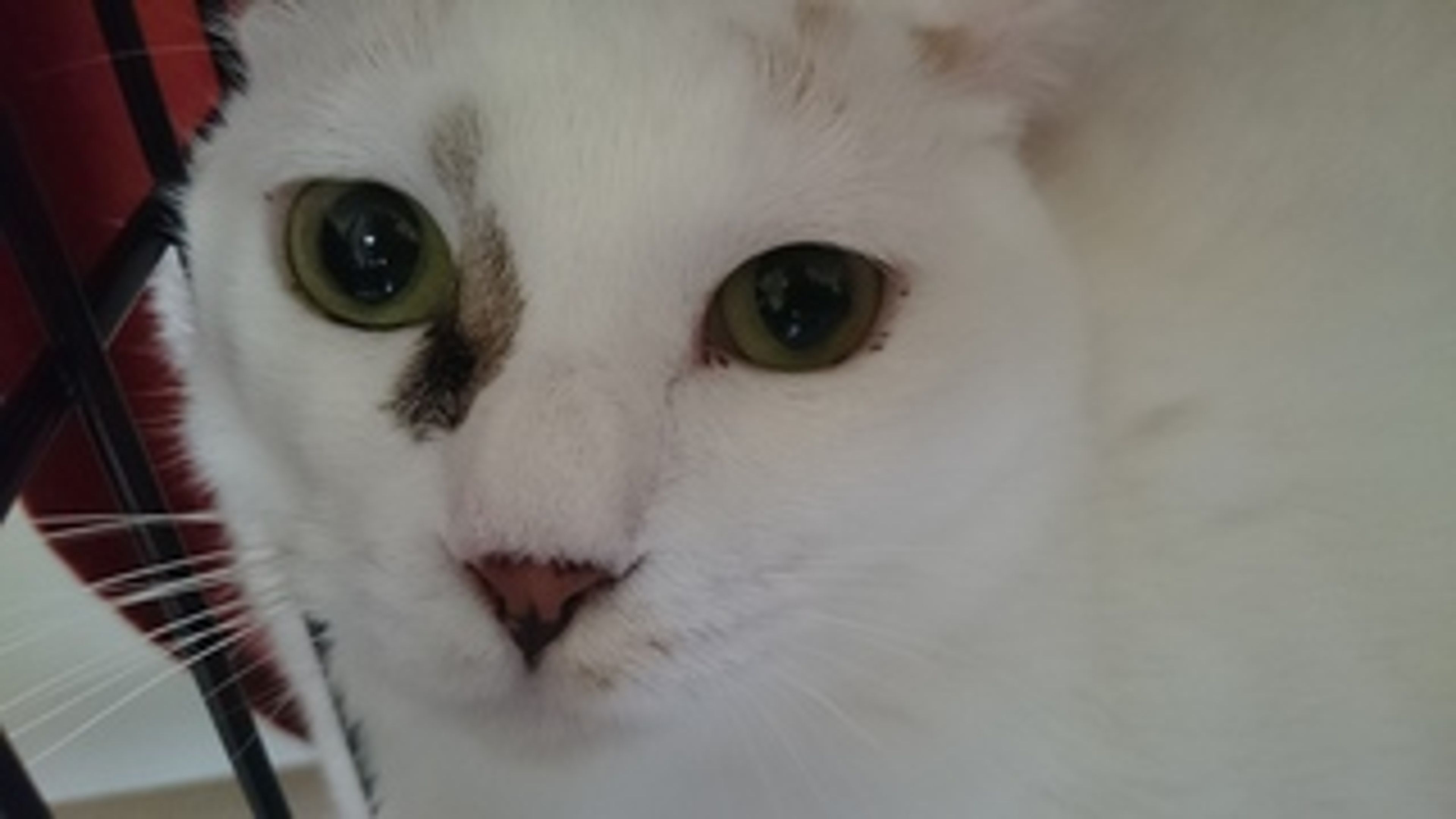 pet-image-3