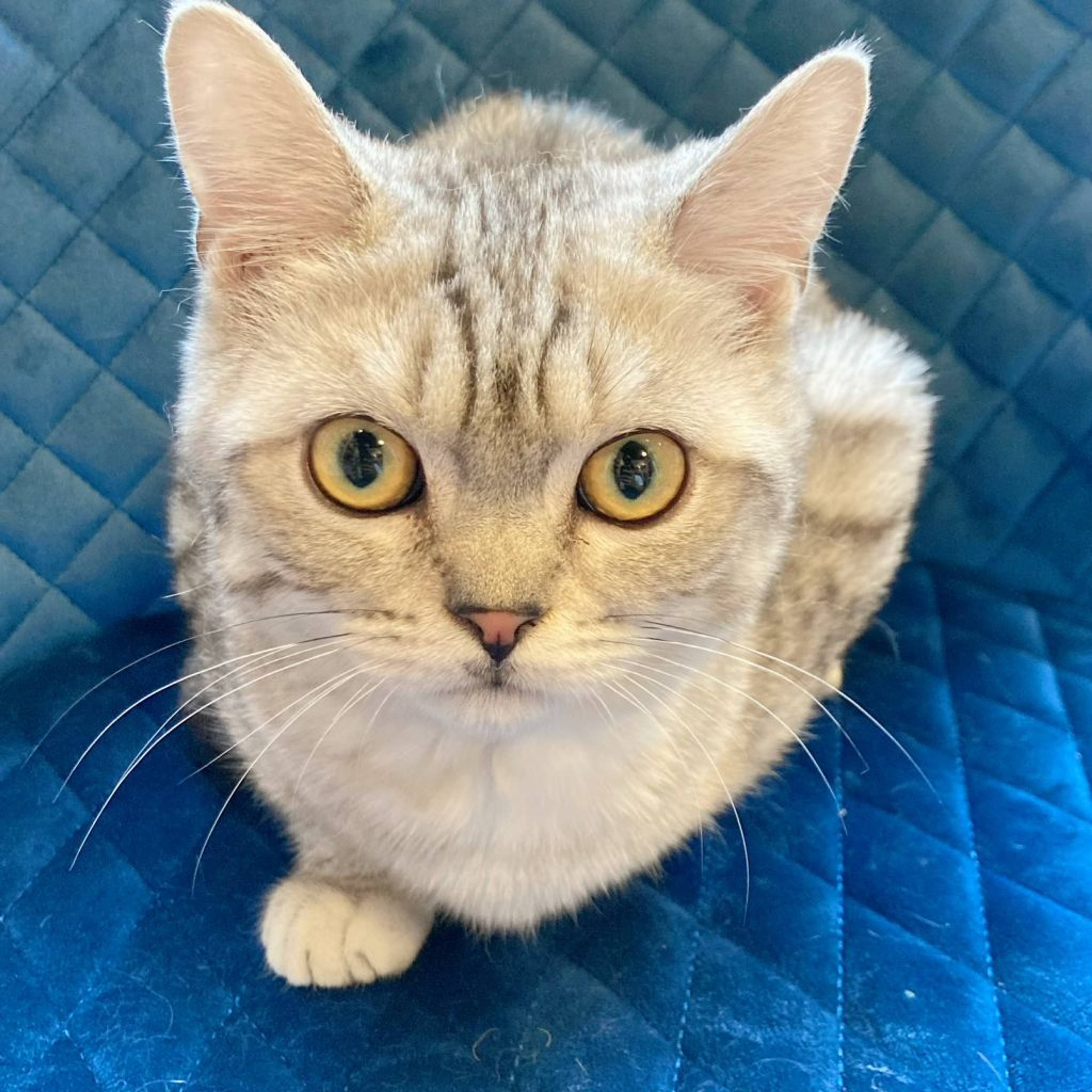 雑種（ミックス猫）・オスの里親募集の写真