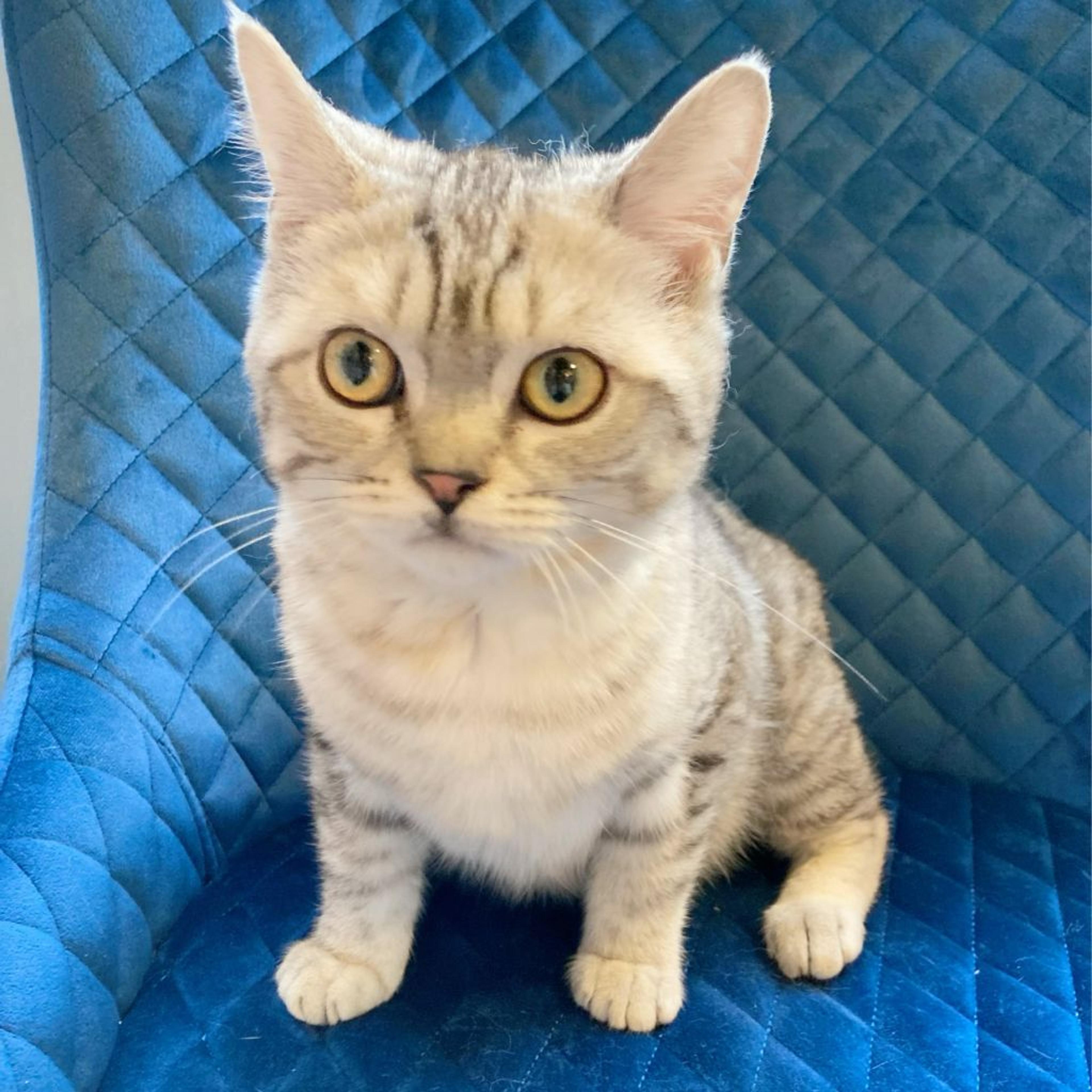 pet-image-3