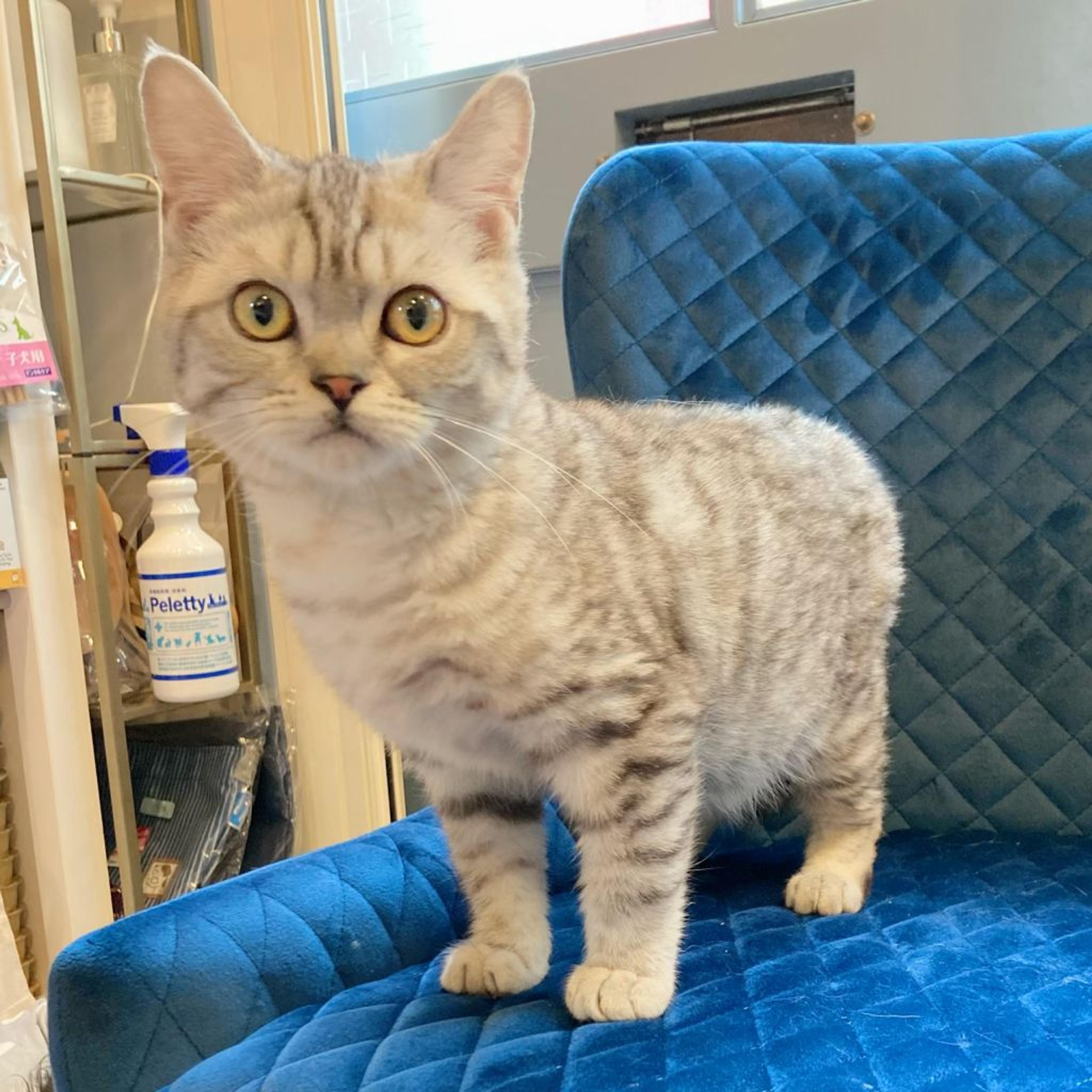 pet-image-6