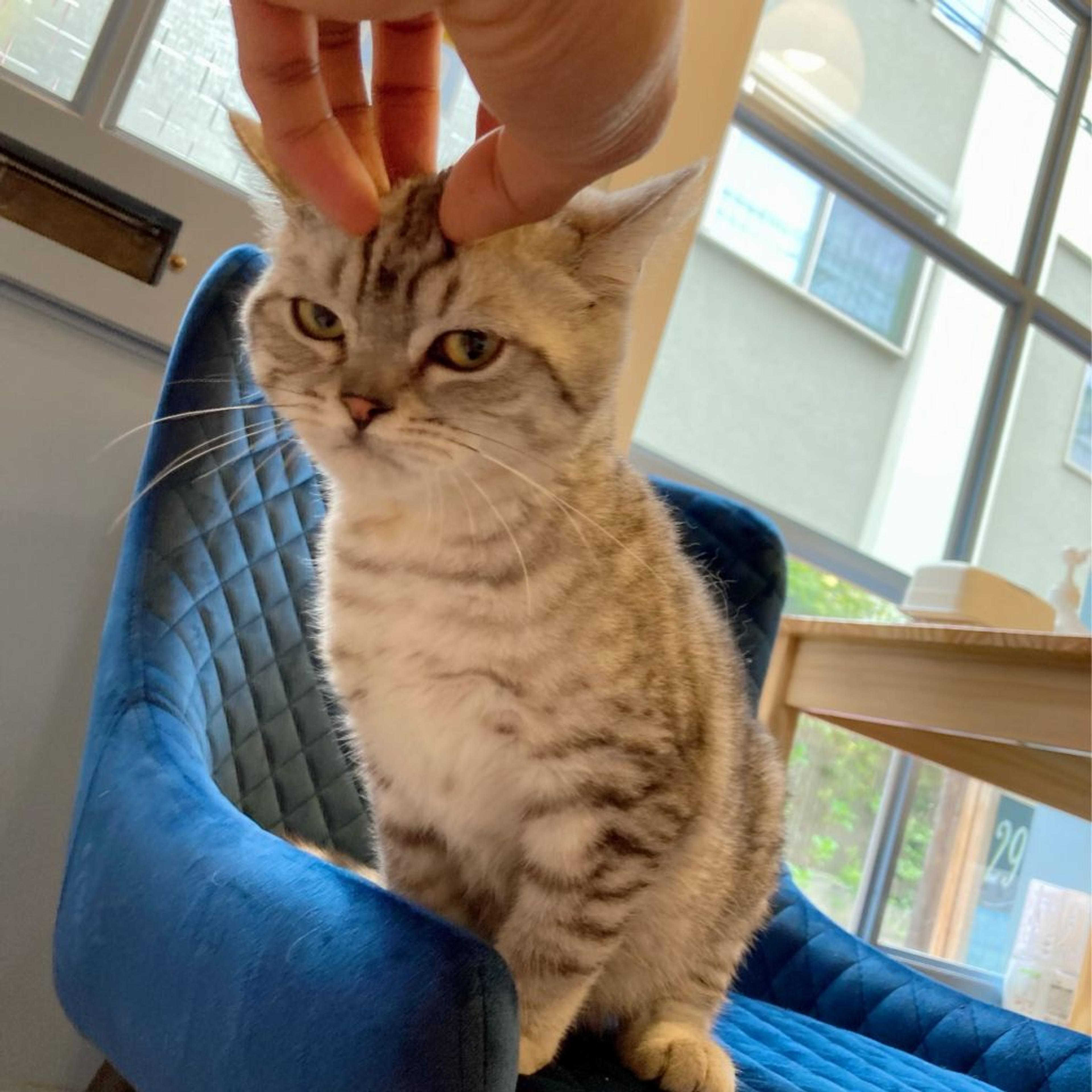 pet-image-7