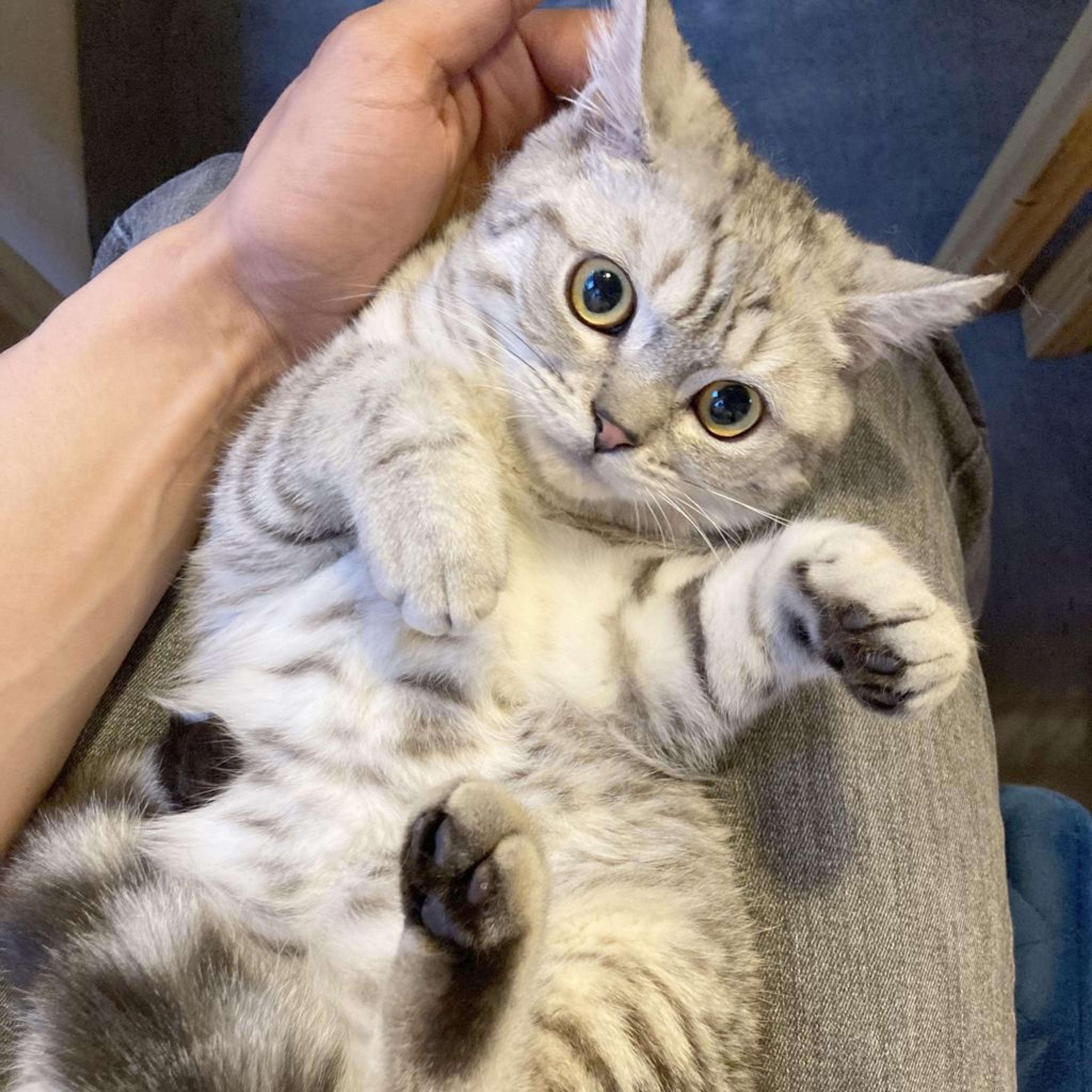 pet-image-2