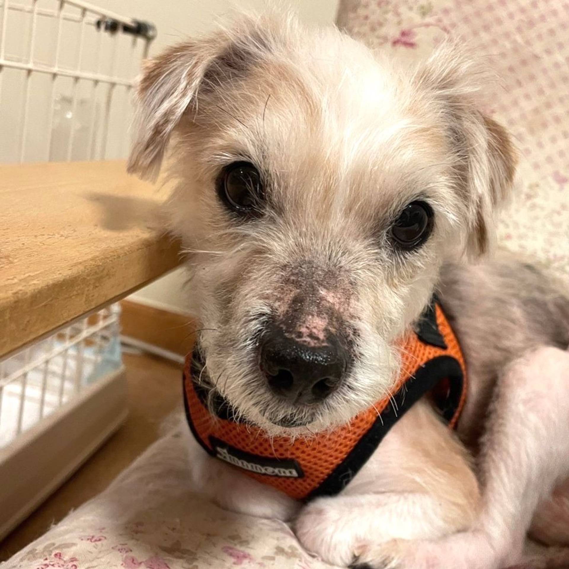 雑種（ミックス犬）・メスの里親募集の写真