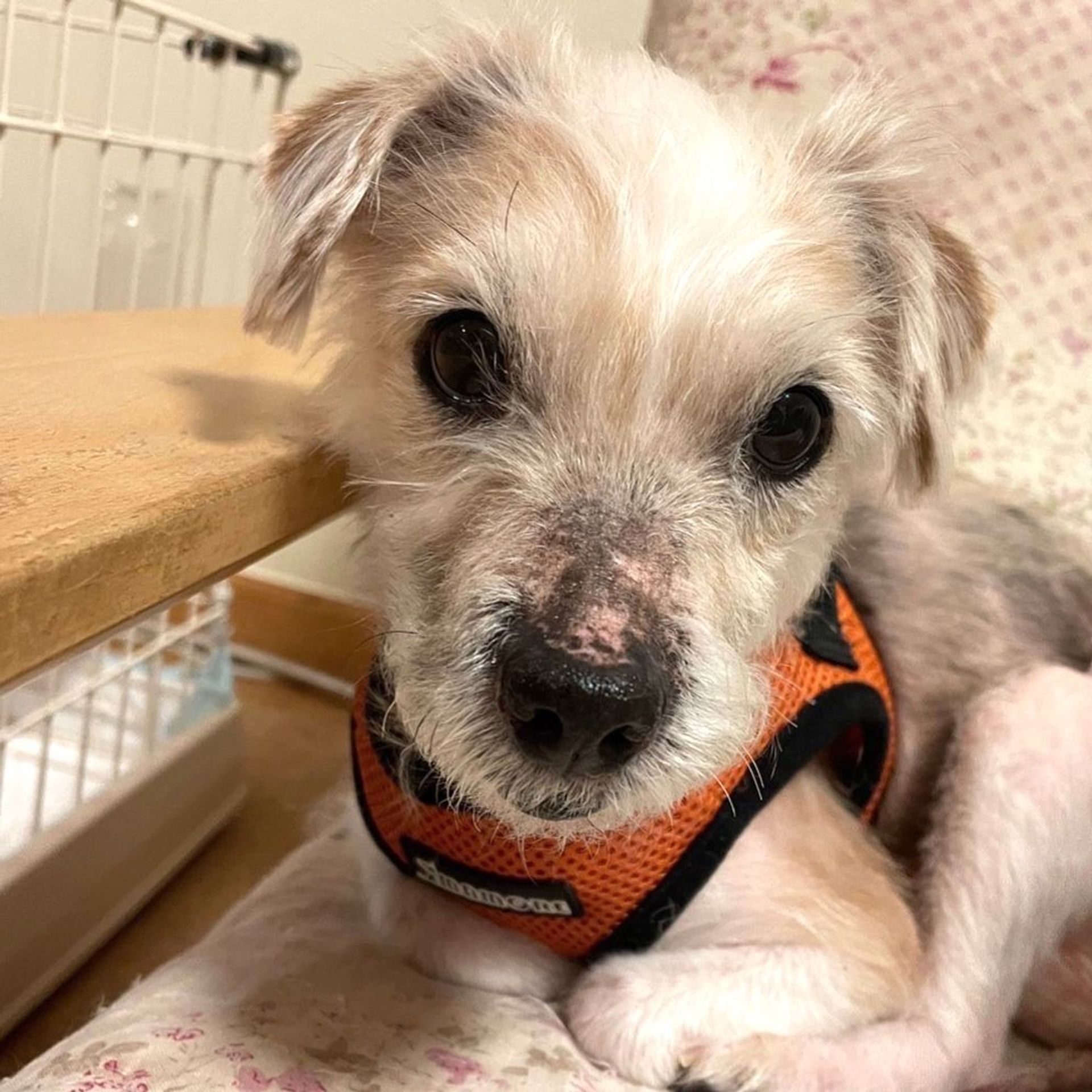雑種（ミックス犬）・メスの里親募集の写真