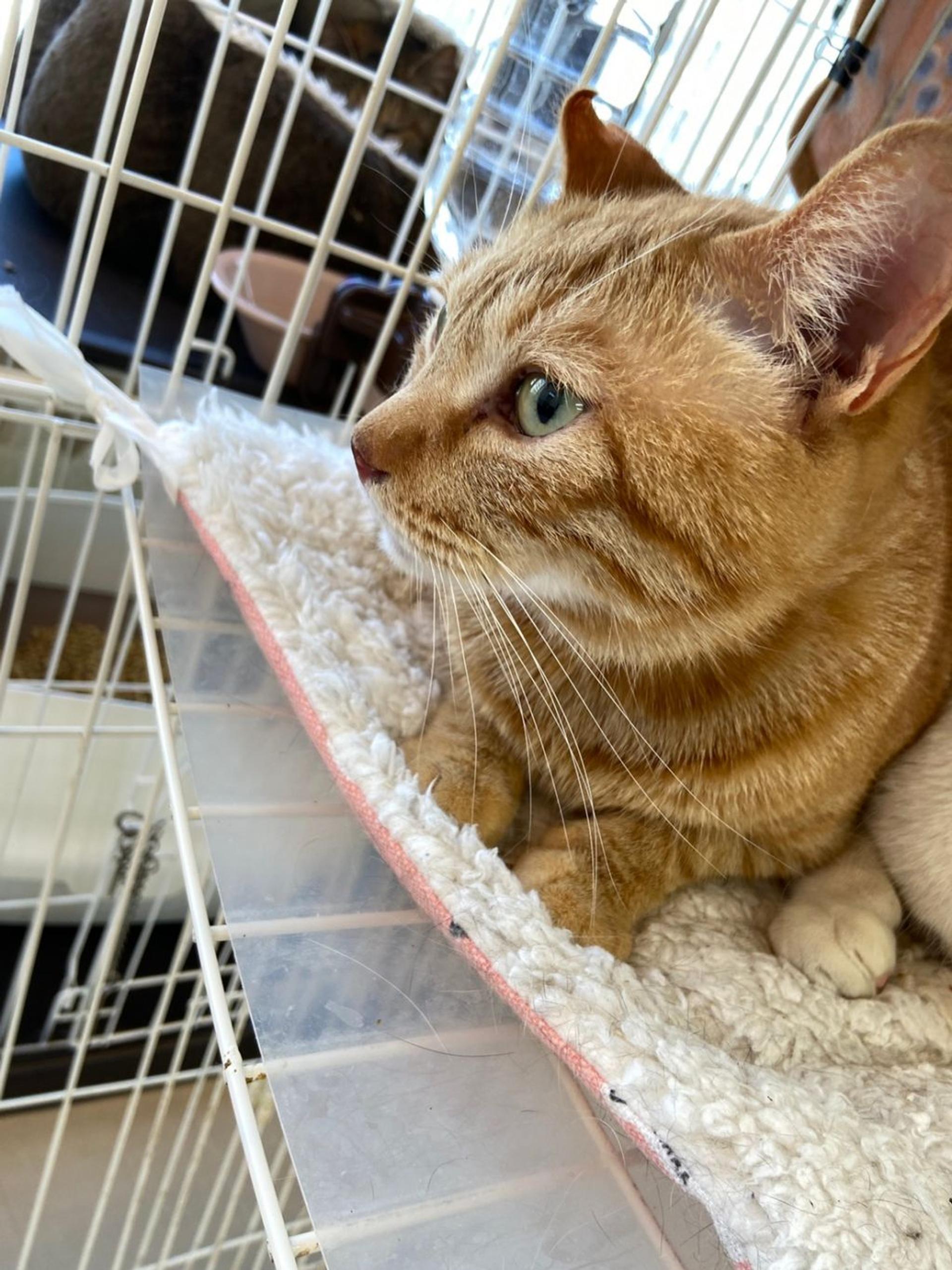pet-image-6