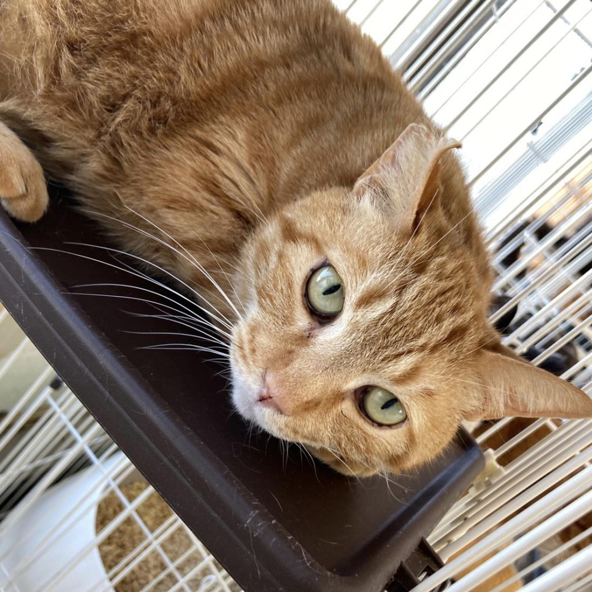 pet-image-9