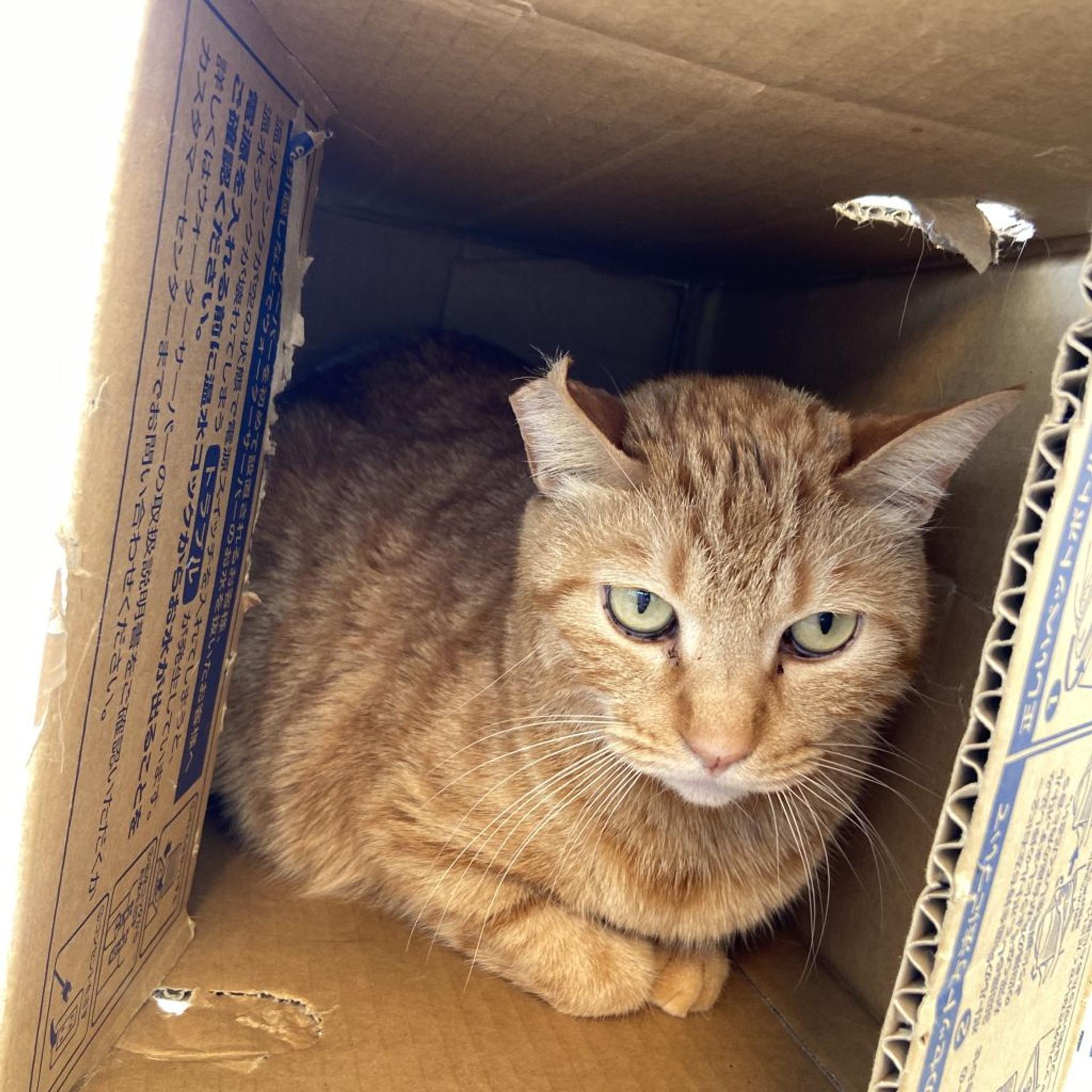 pet-image-2