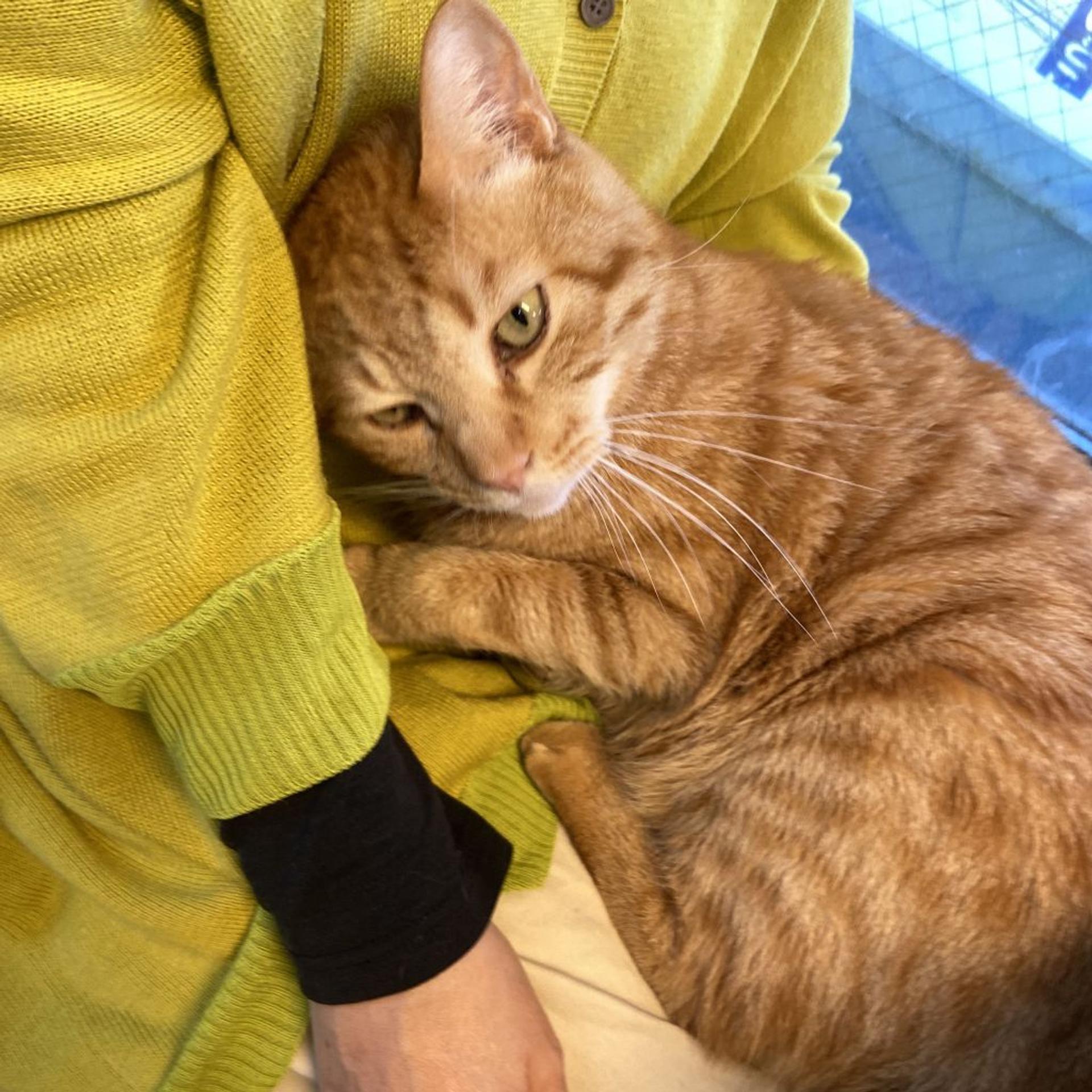 pet-image-3