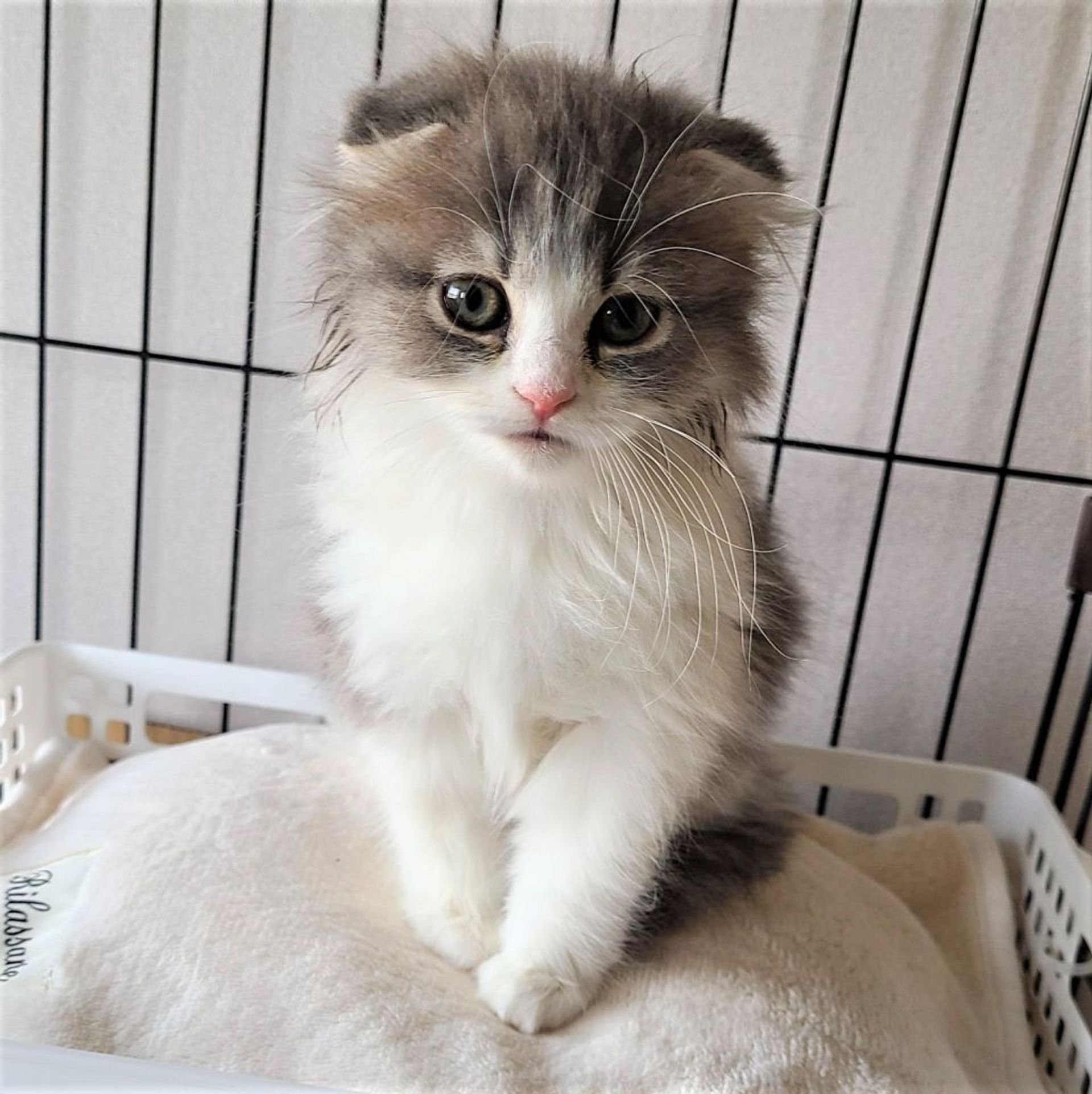 雑種（ミックス猫）・メスの里親募集の写真