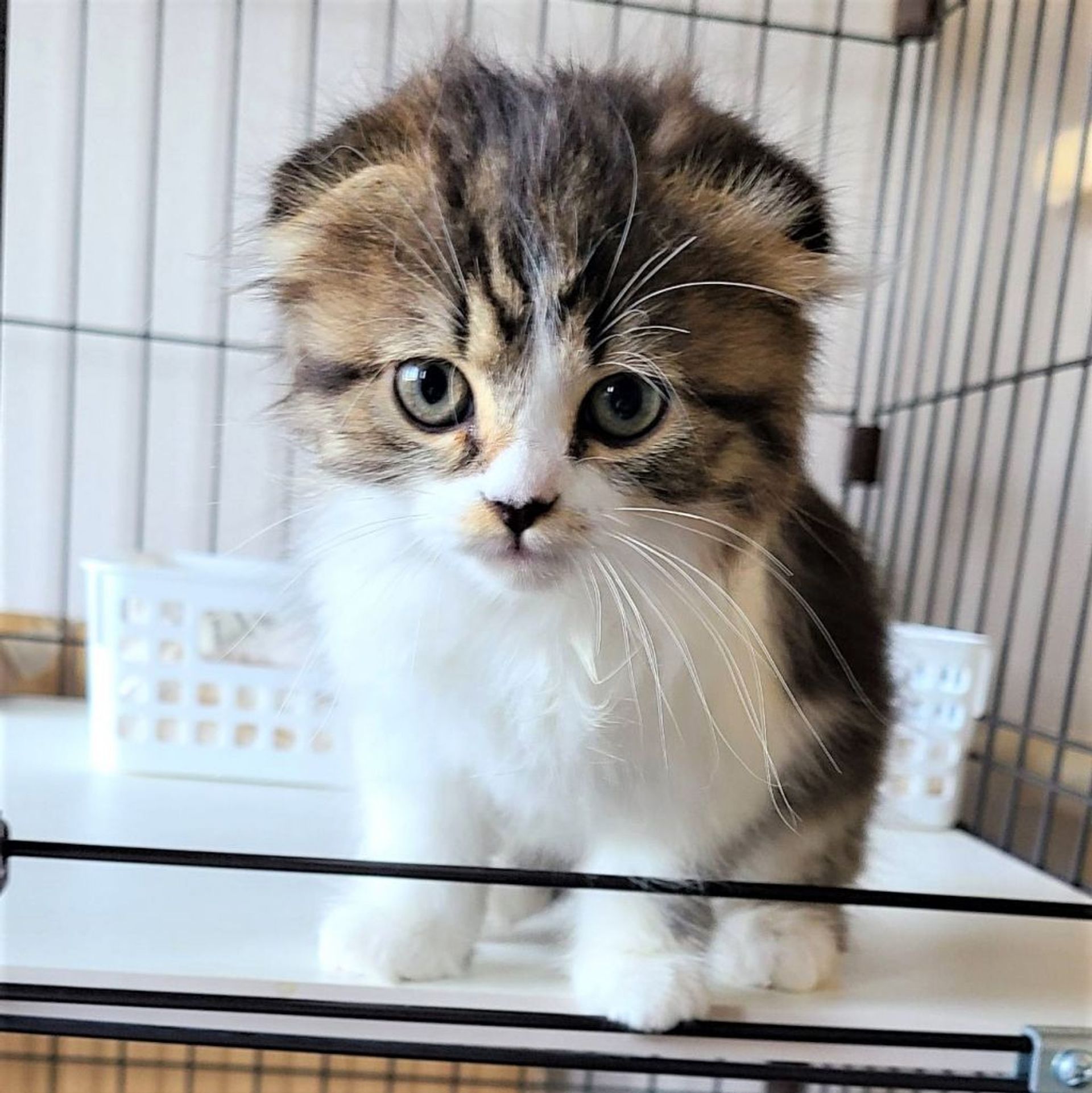 雑種（ミックス猫）・メスの里親募集の写真