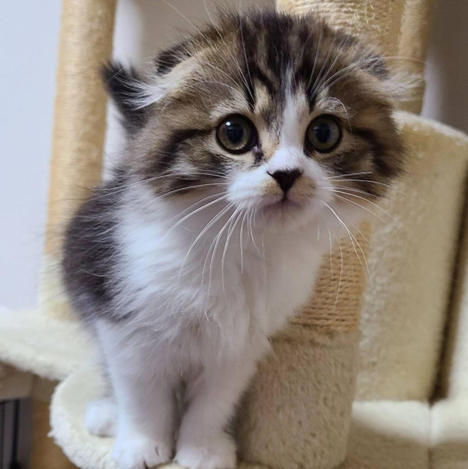 pet-image-3