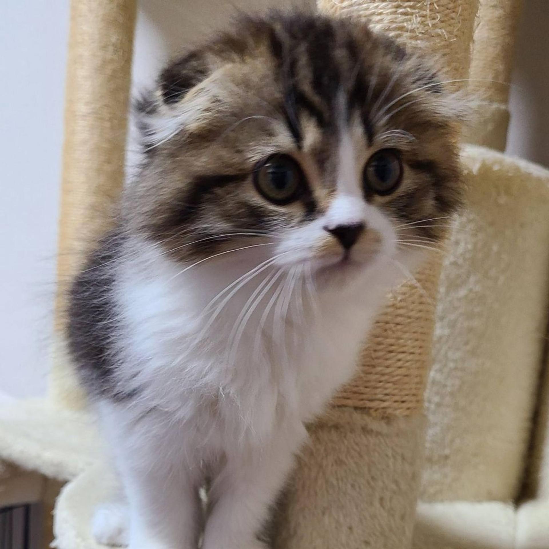 pet-image-5