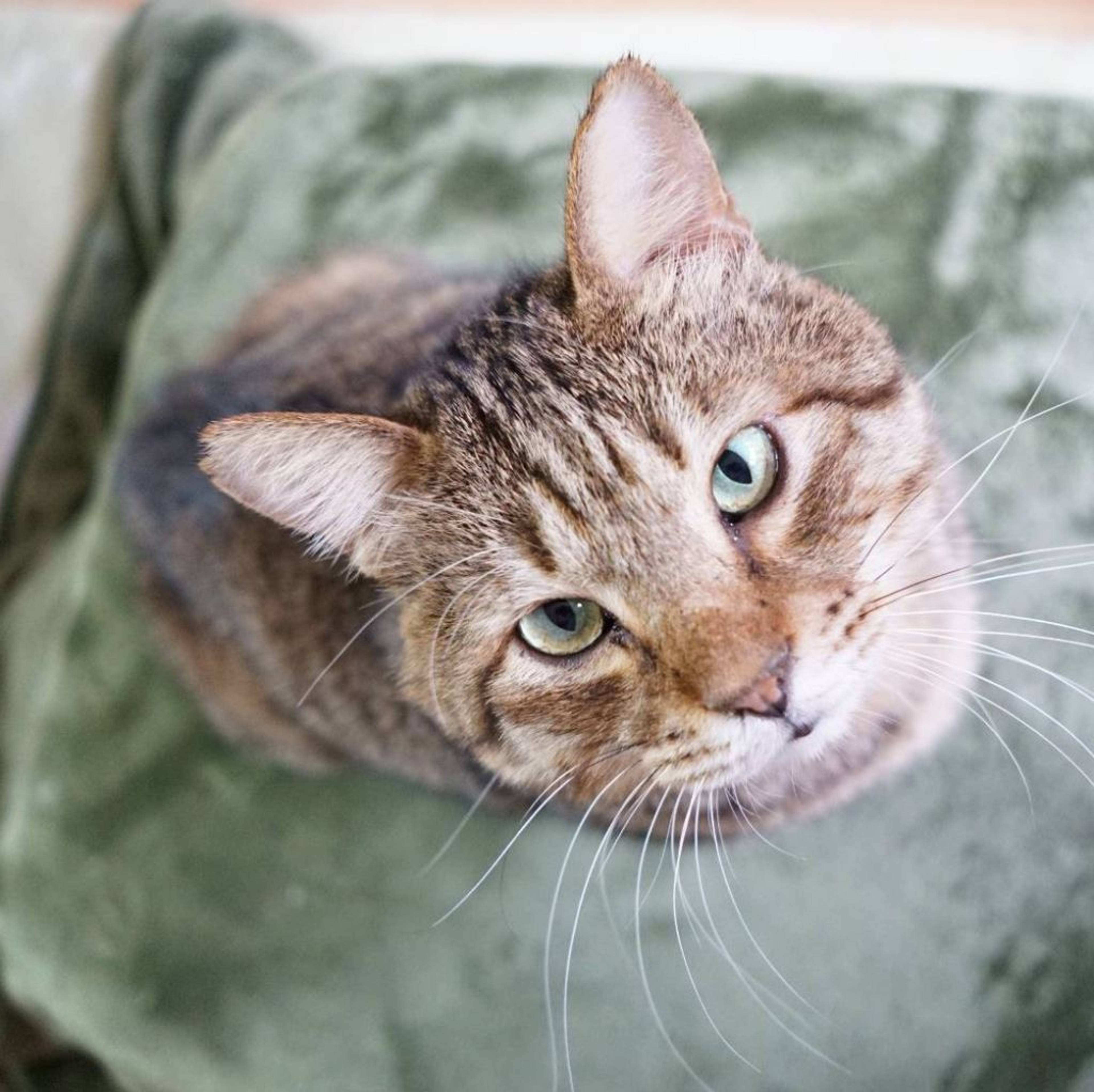雑種（ミックス猫）・オスの里親募集の写真