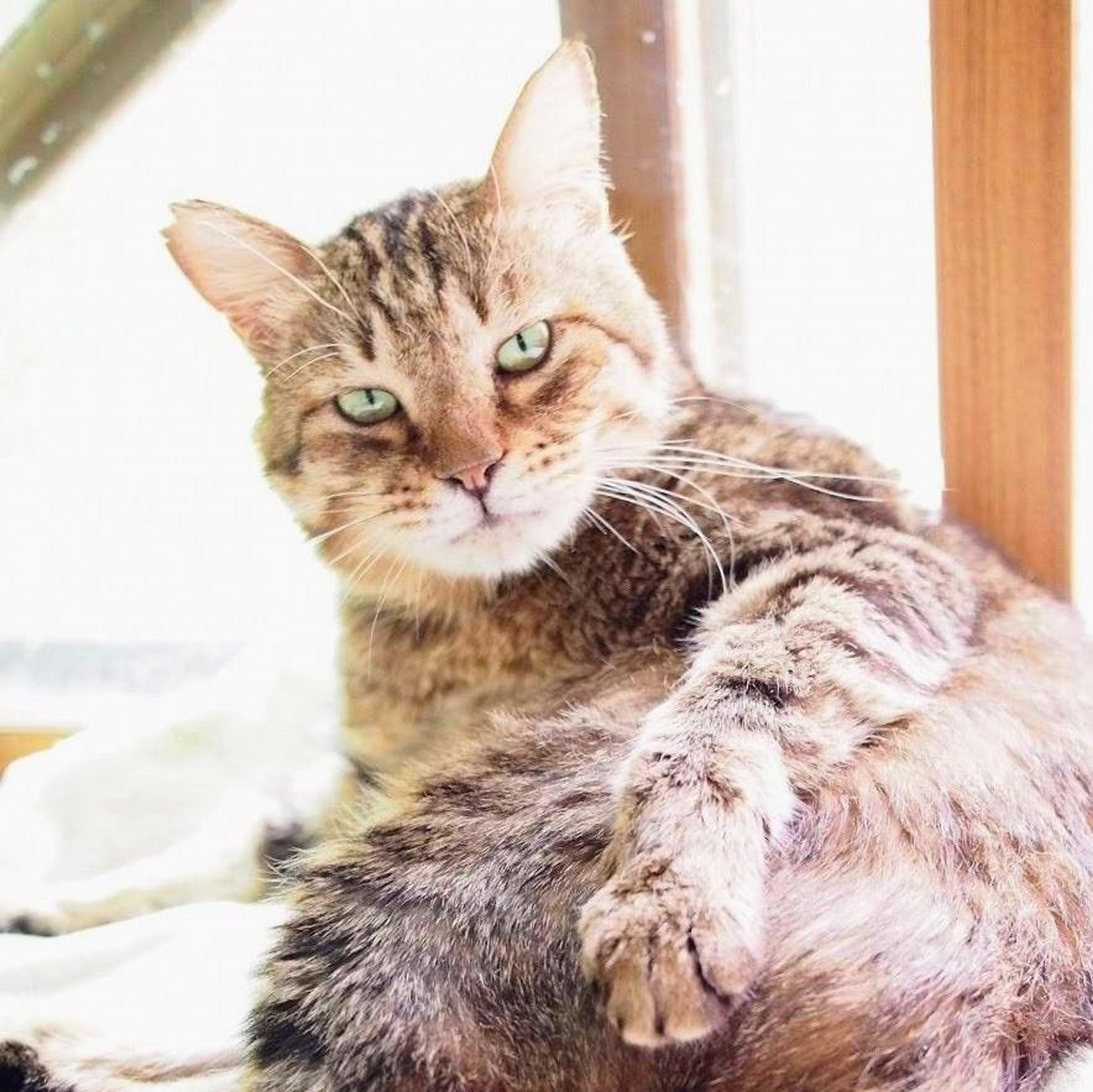 pet-image-2