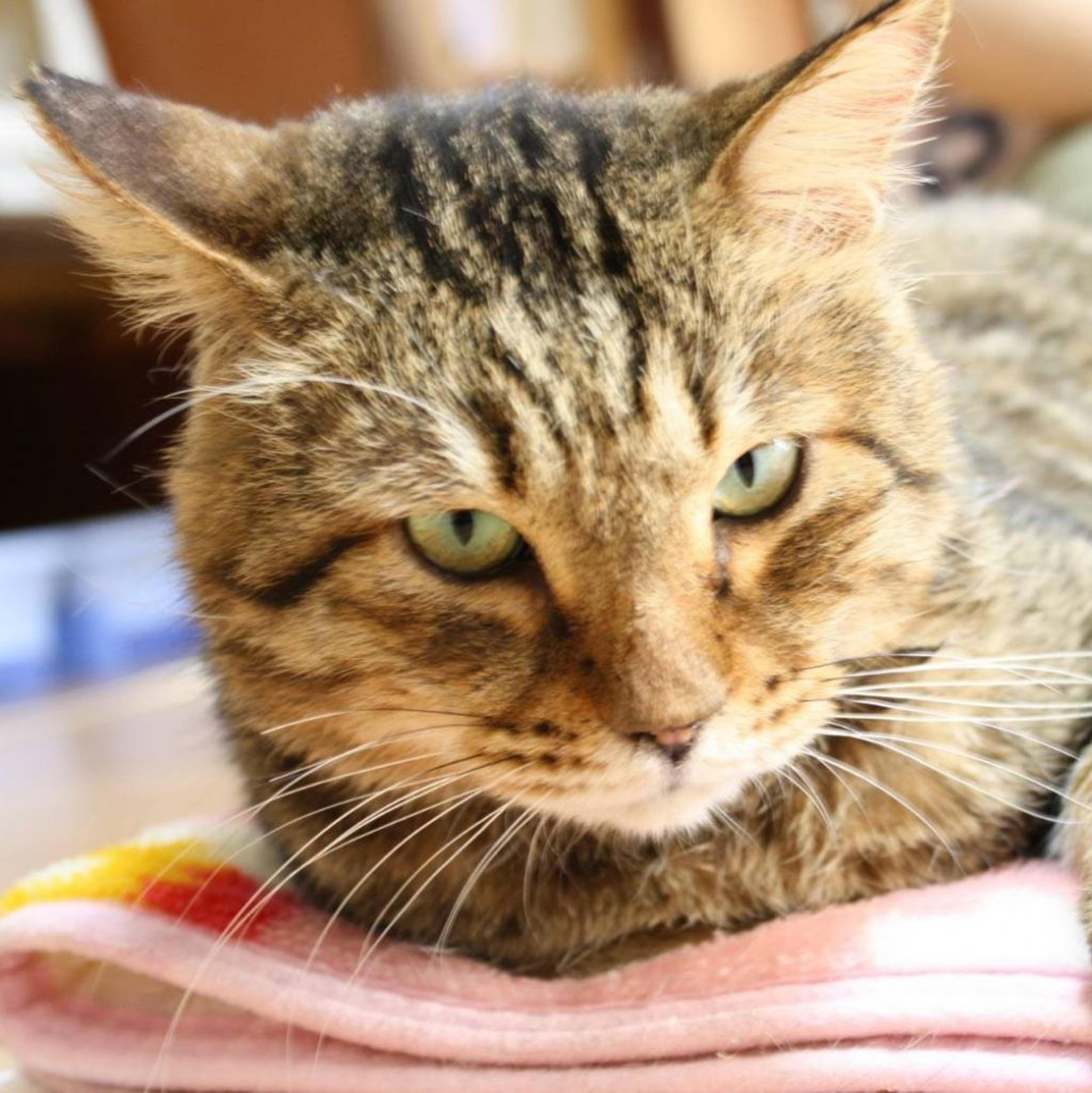 pet-image-3
