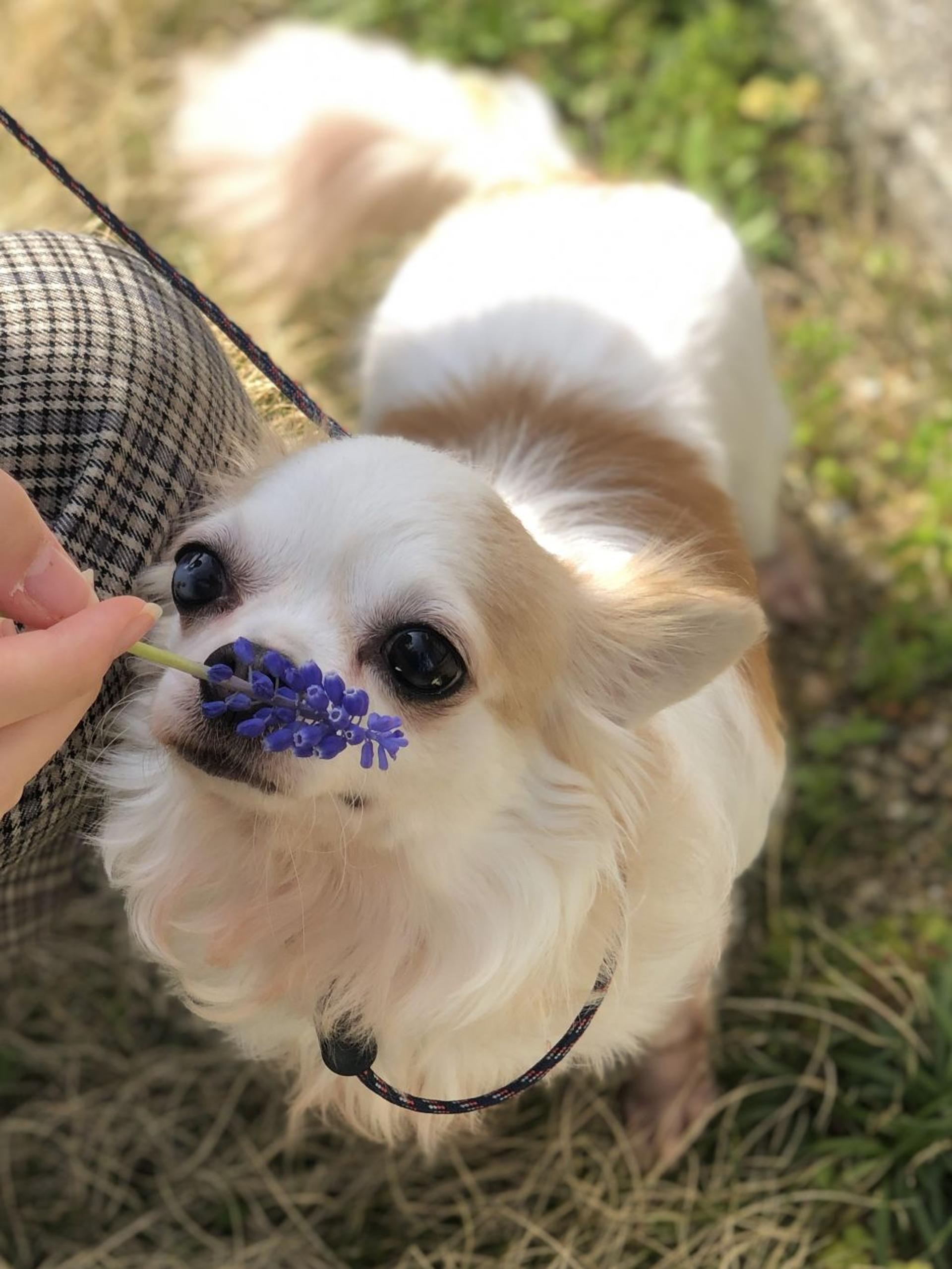 pet-image-3