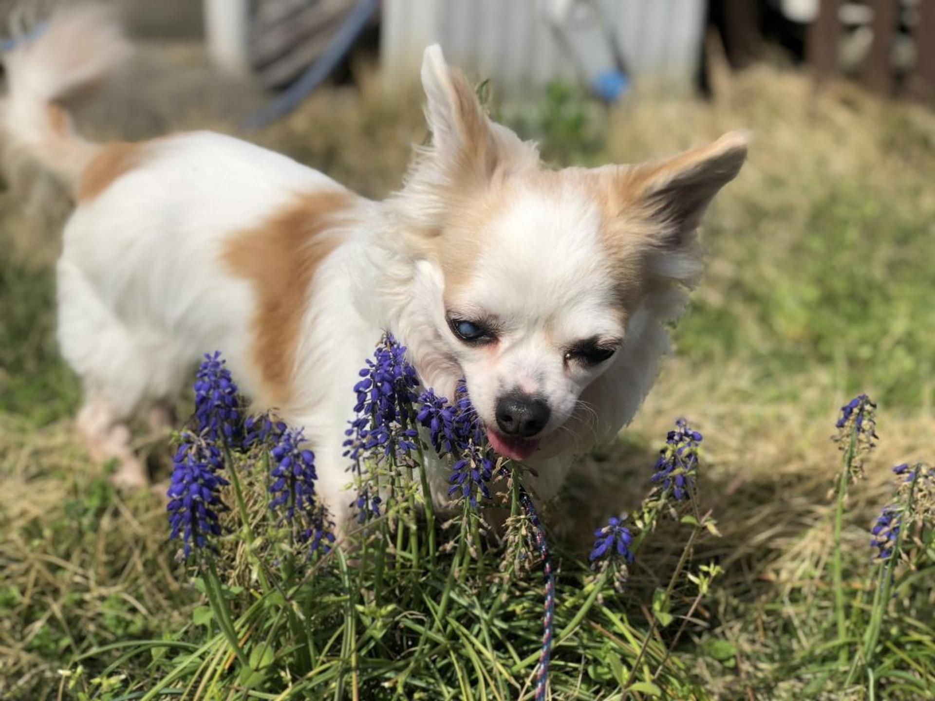 pet-image-6