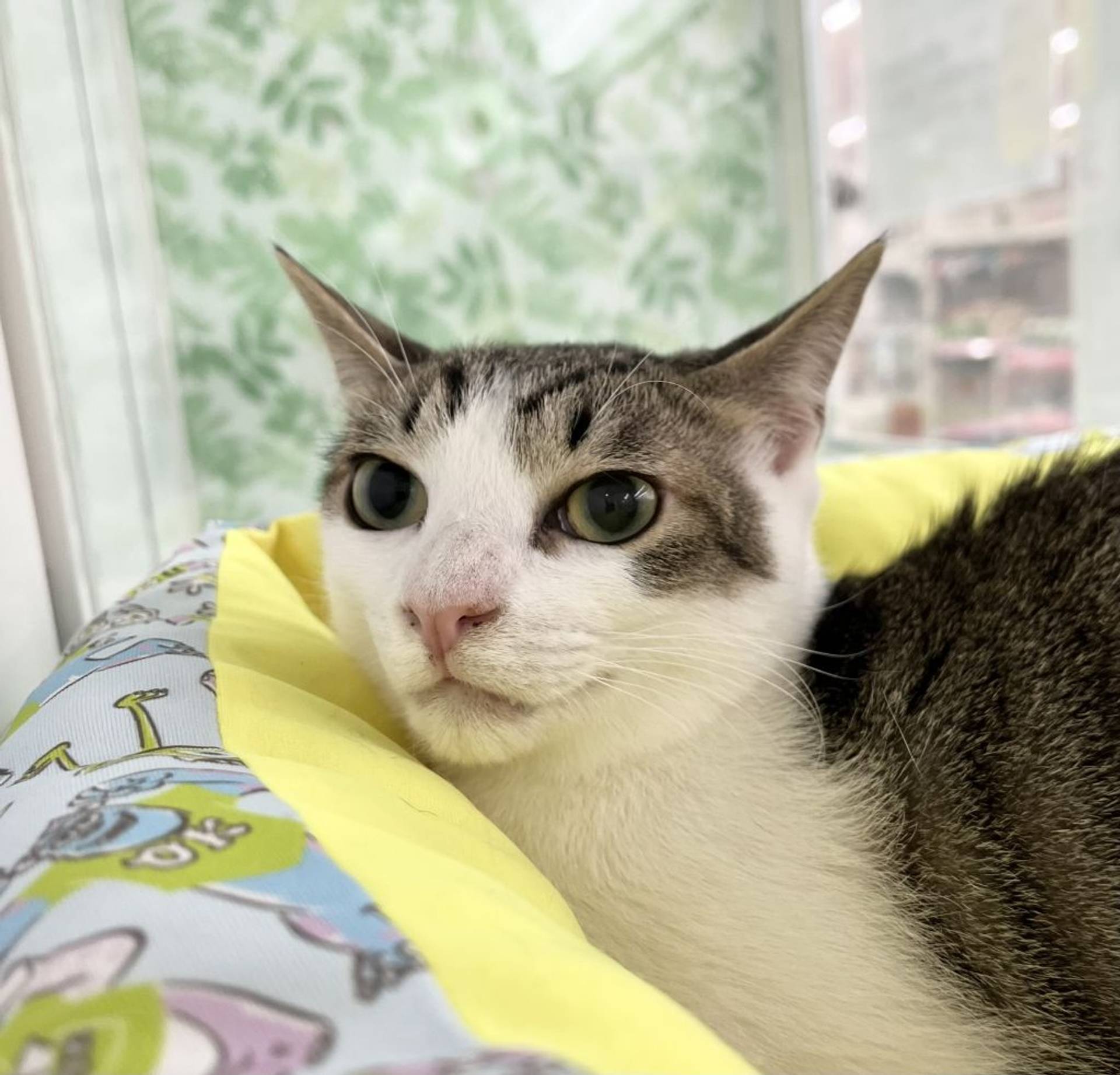 雑種（ミックス猫）・オスの里親募集の写真
