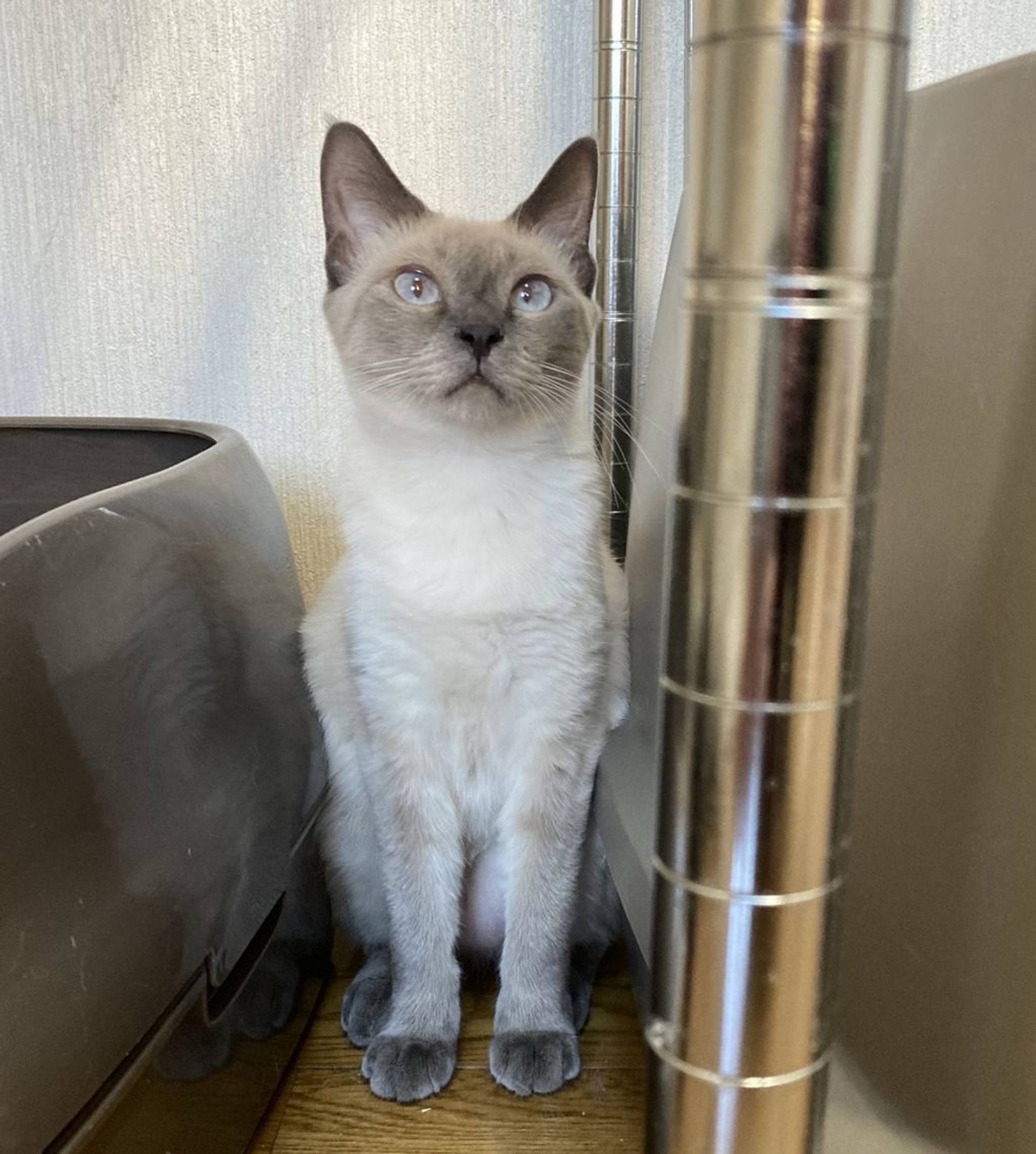 雑種（ミックス猫）・メスの里親募集の写真