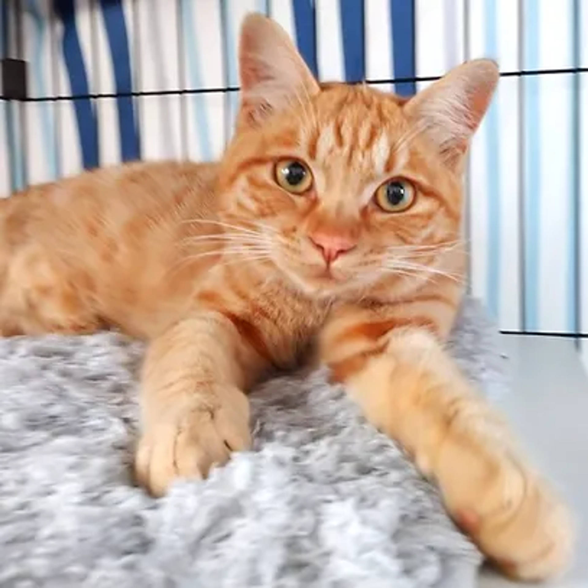 雑種（ミックス猫）・オスの里親募集の写真