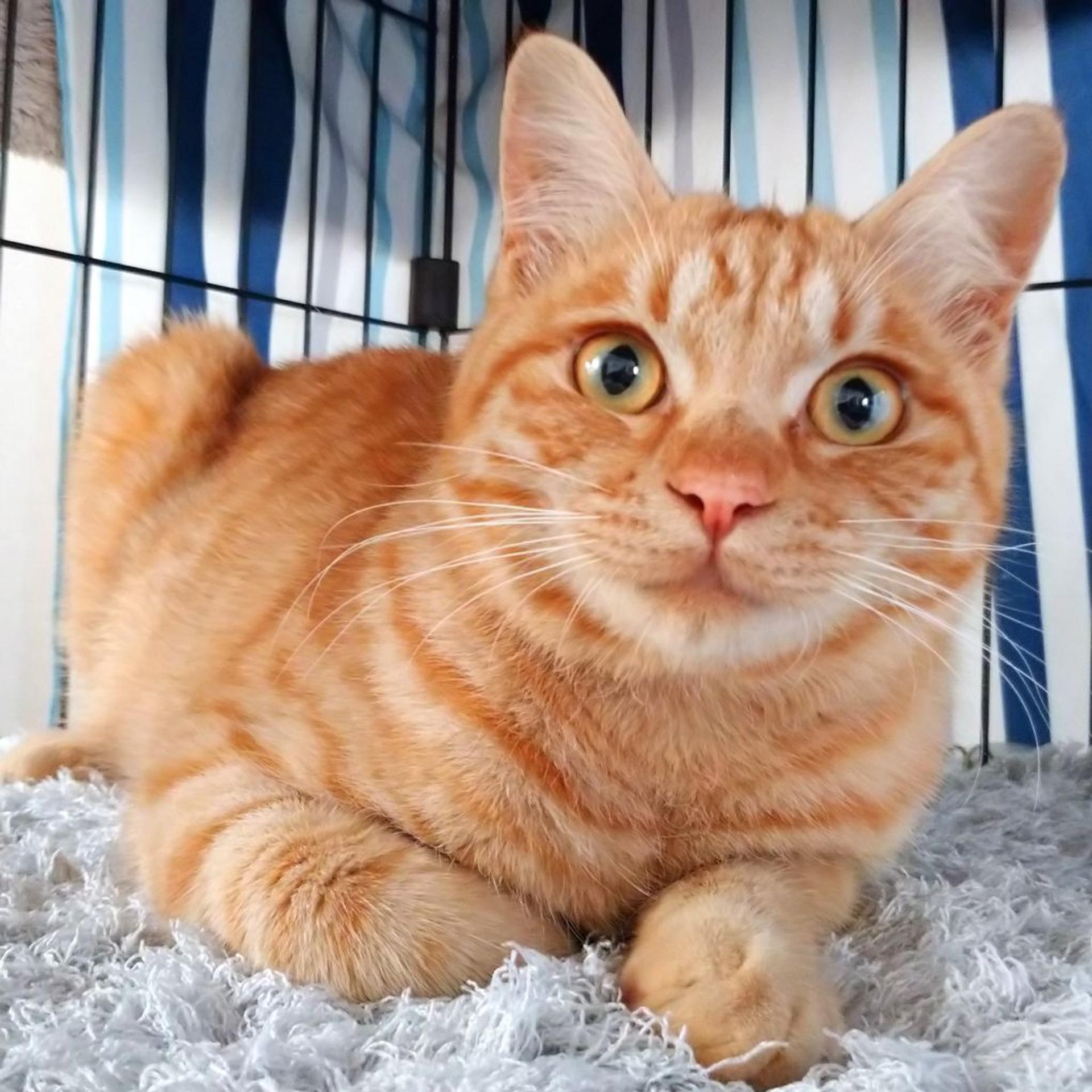 pet-image-2