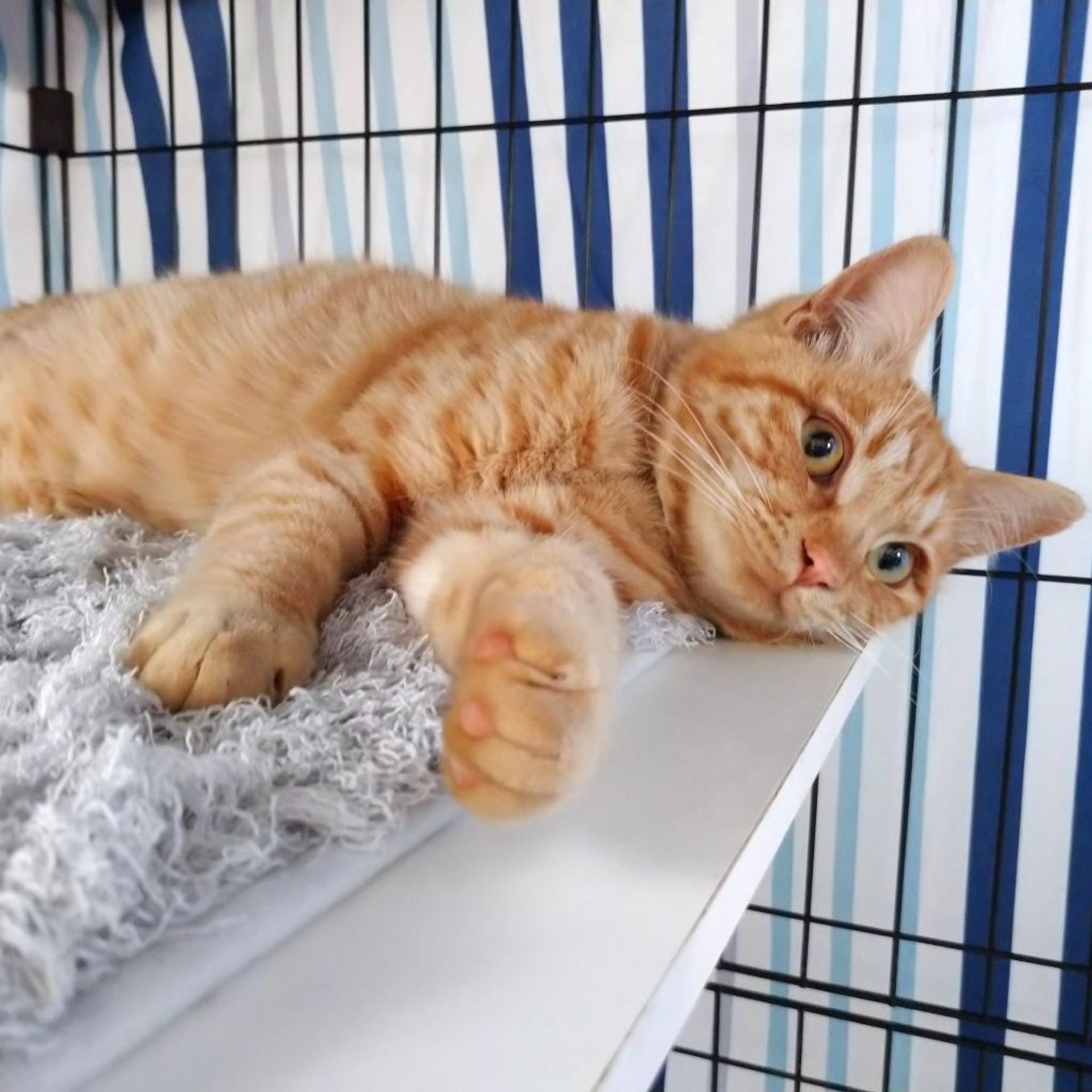 pet-image-3