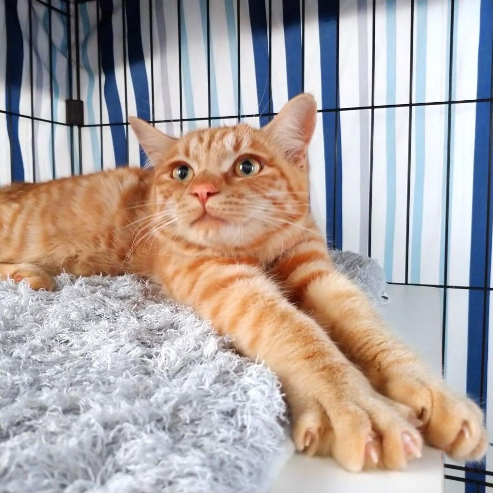 pet-image-4