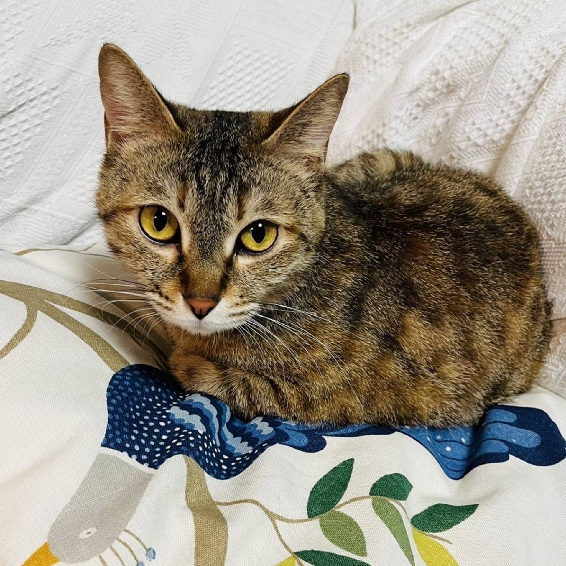 雑種（ミックス猫）・メスの里親募集の写真