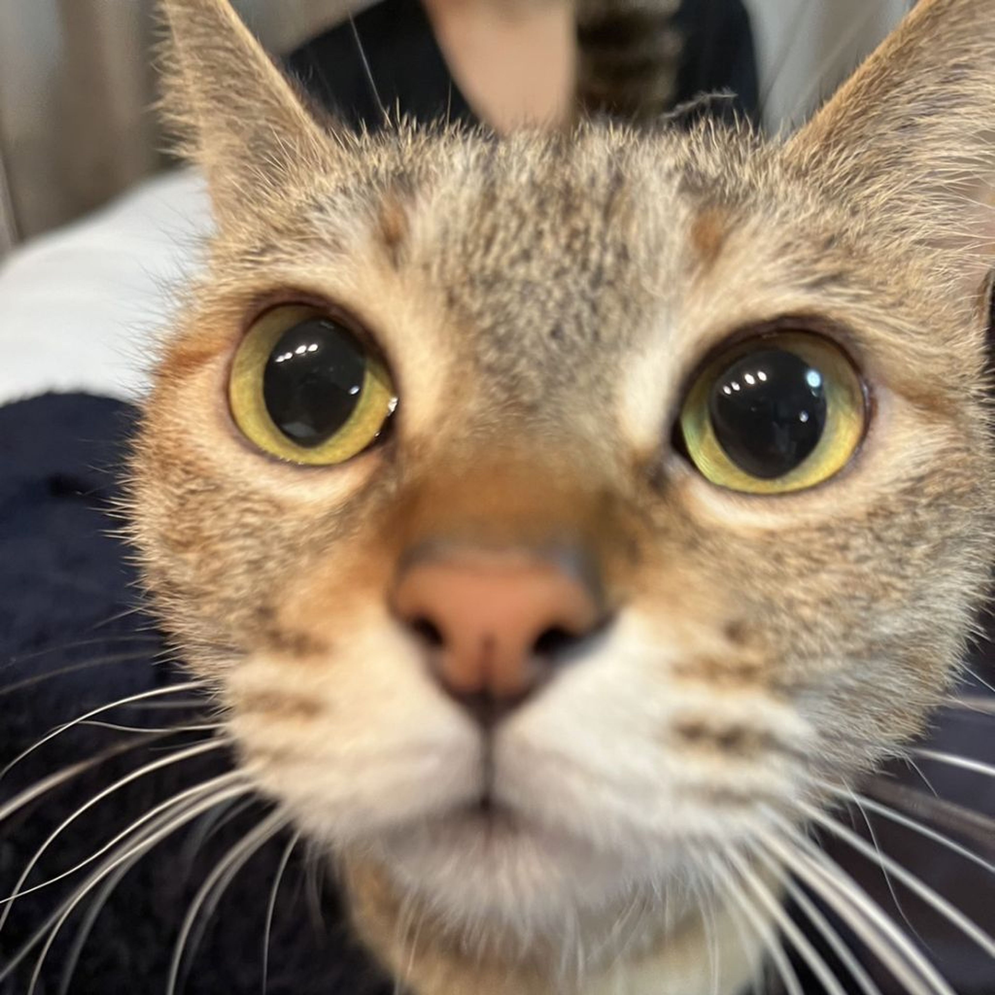 pet-image-5