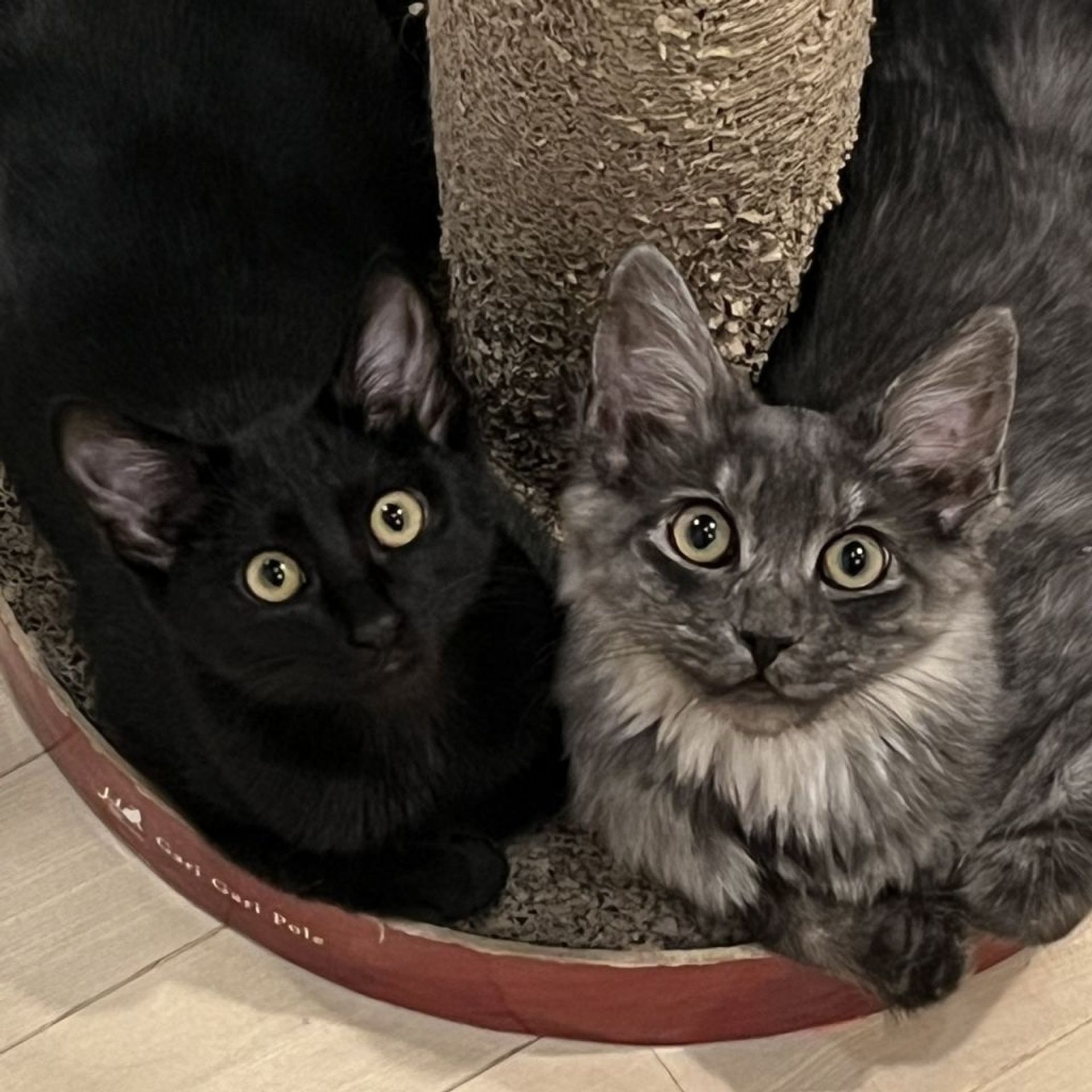 雑種（ミックス猫）・オスの里親募集の写真