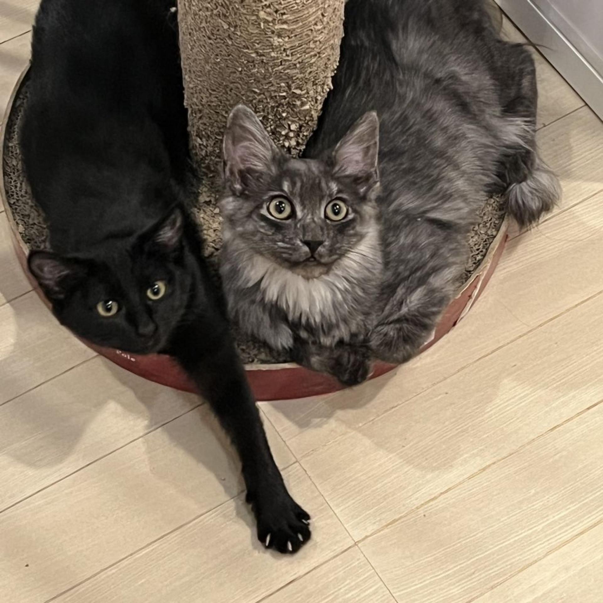 pet-image-2