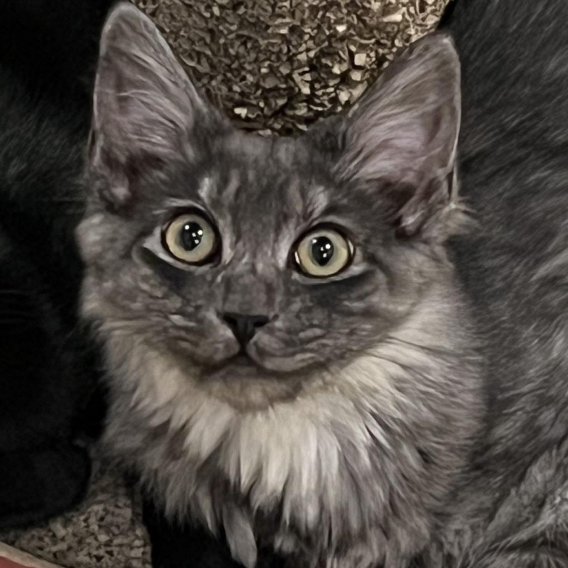 pet-image-5