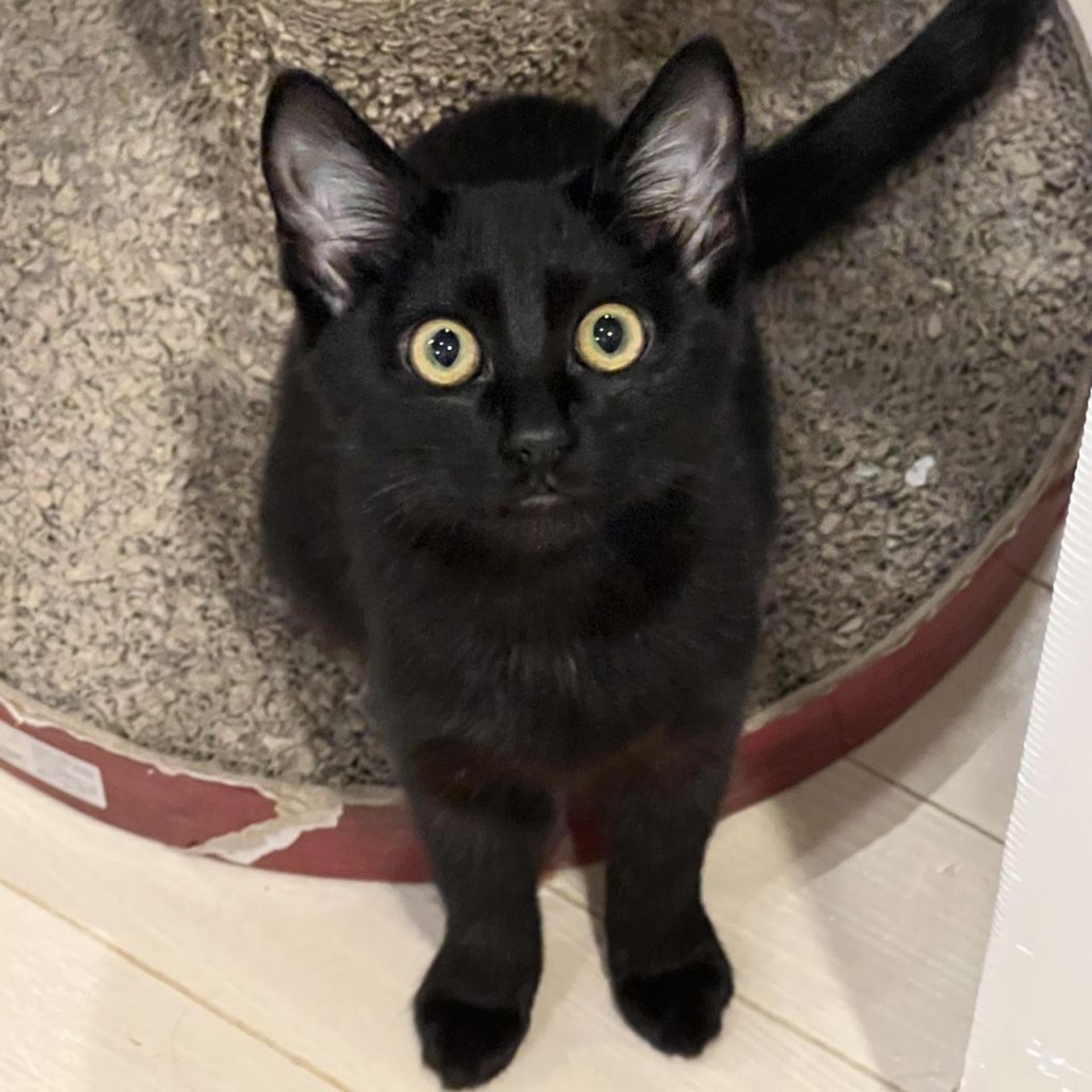 pet-image-7