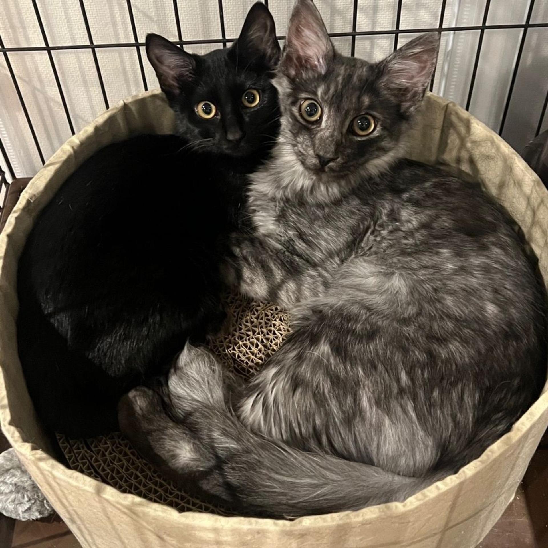 pet-image-8