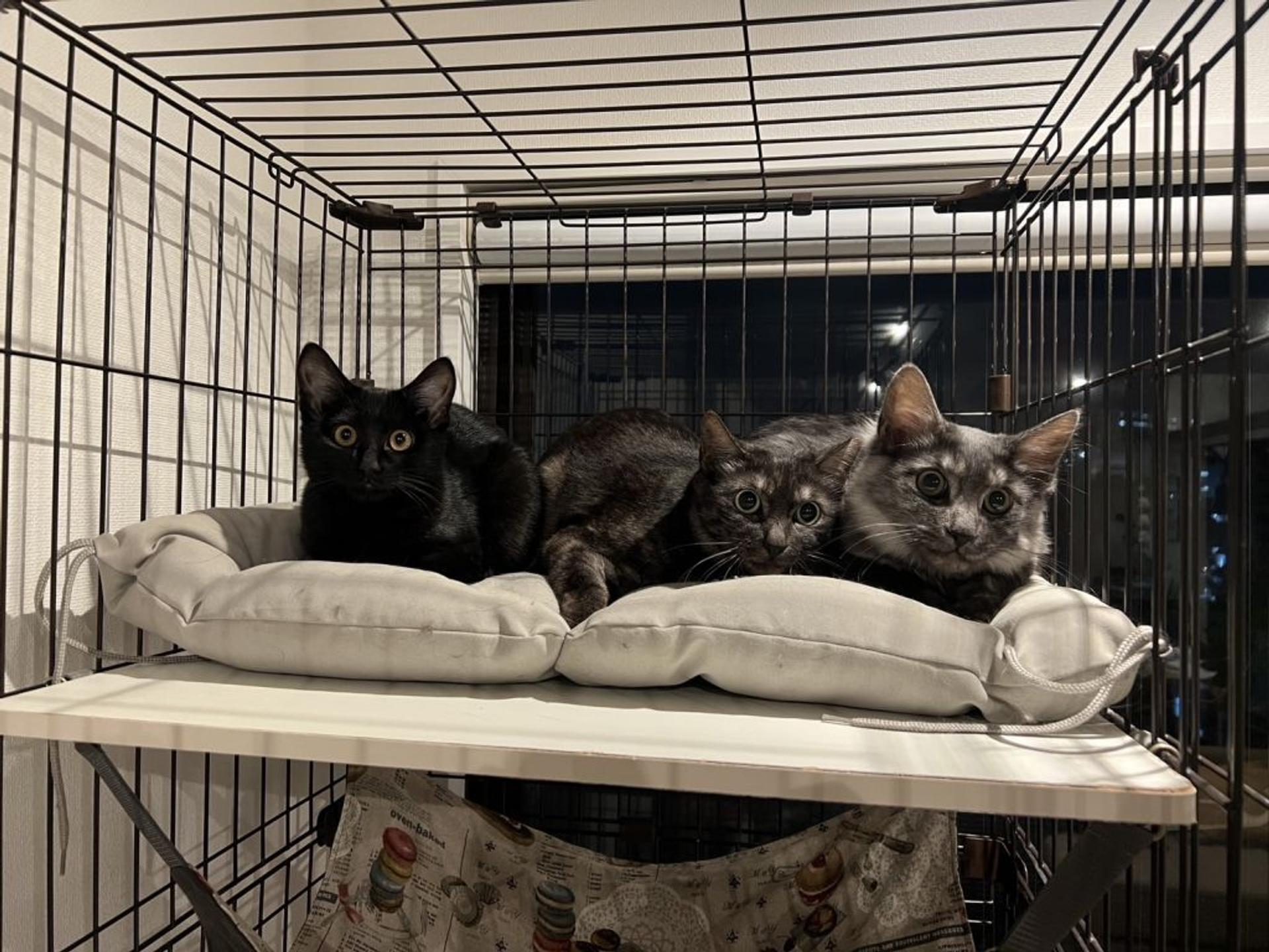 pet-image-9