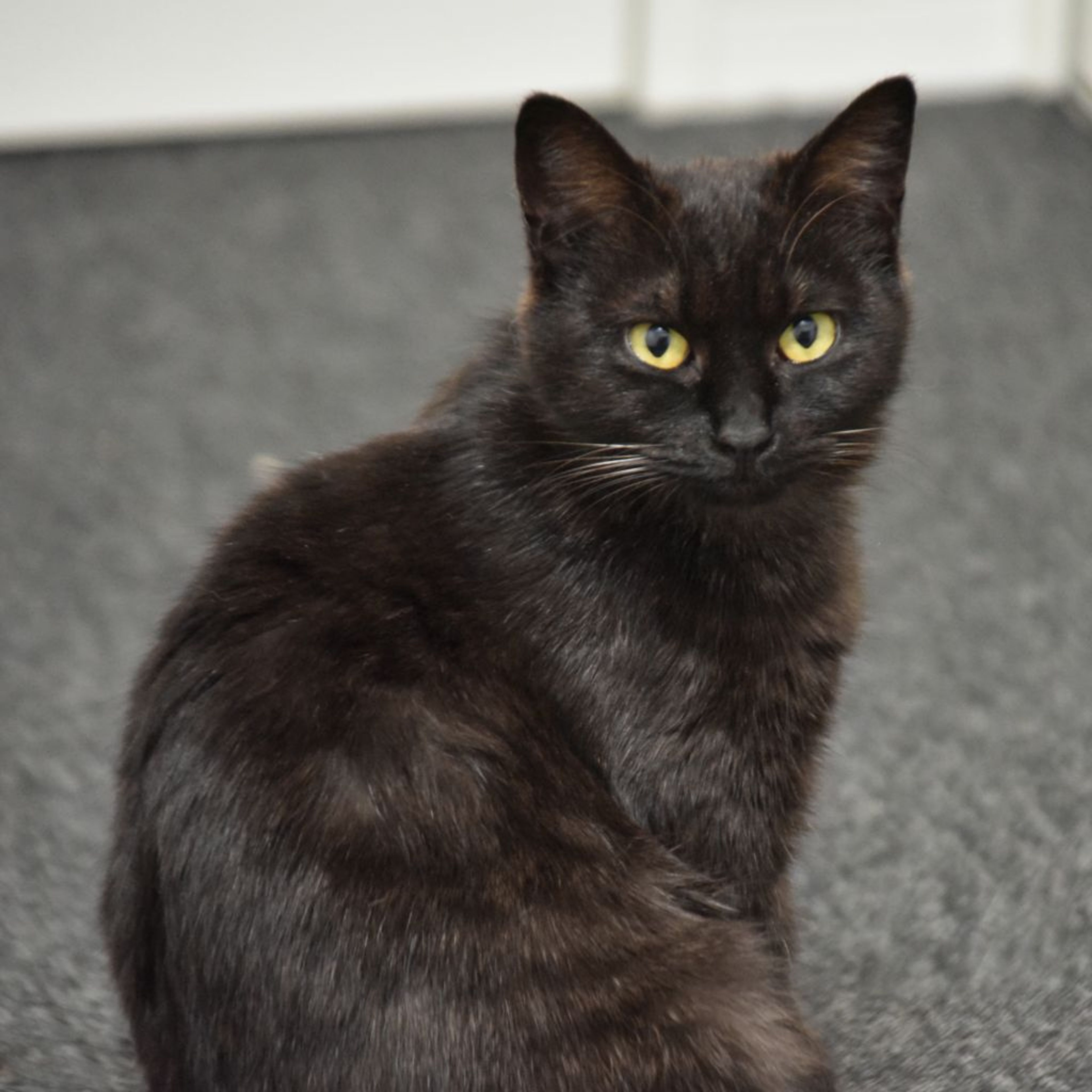 黒猫みんと 黒猫みんと 黒猫ミント様 黒猫みんと様 黒猫みんと様 みんとにゃ