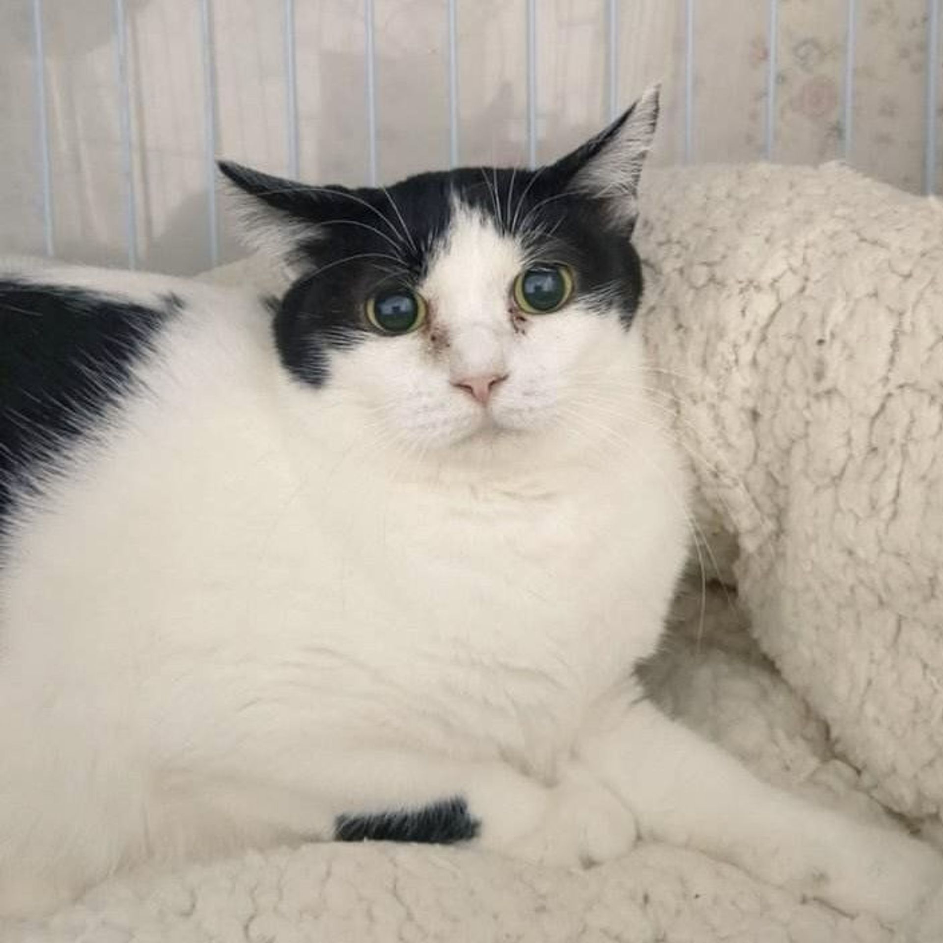 雑種（ミックス猫）・メスの里親募集の写真
