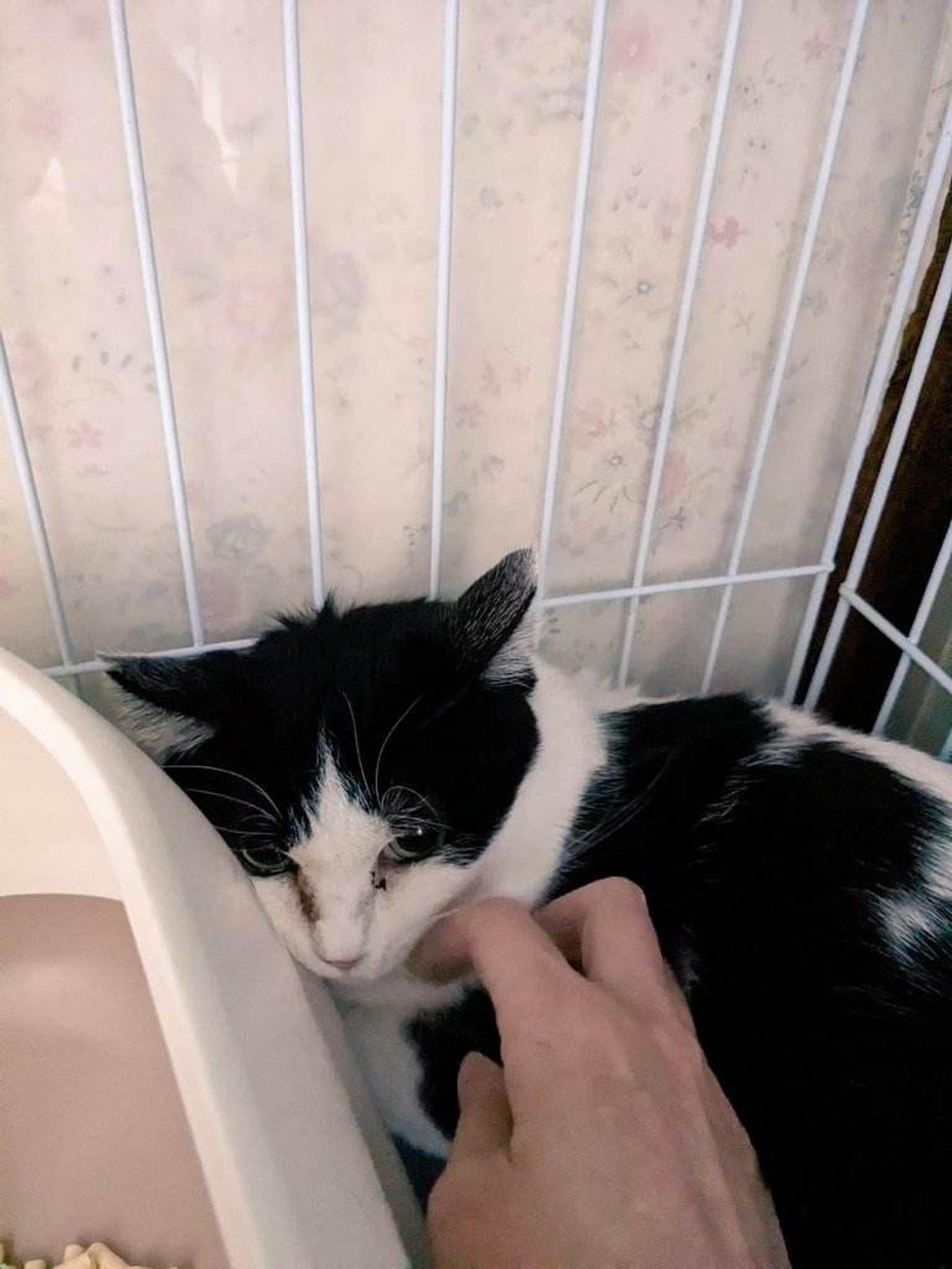 pet-image-2