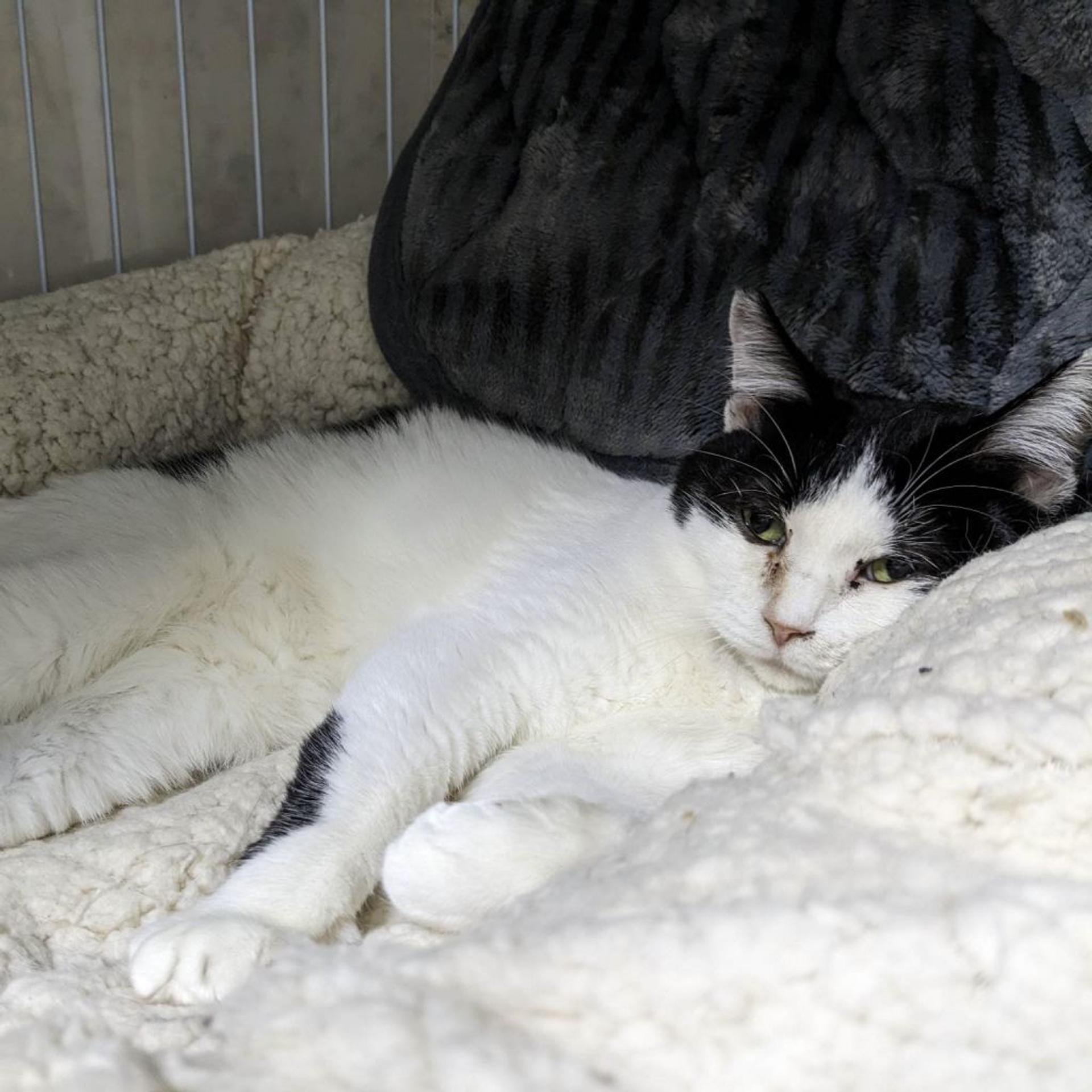 pet-image-4