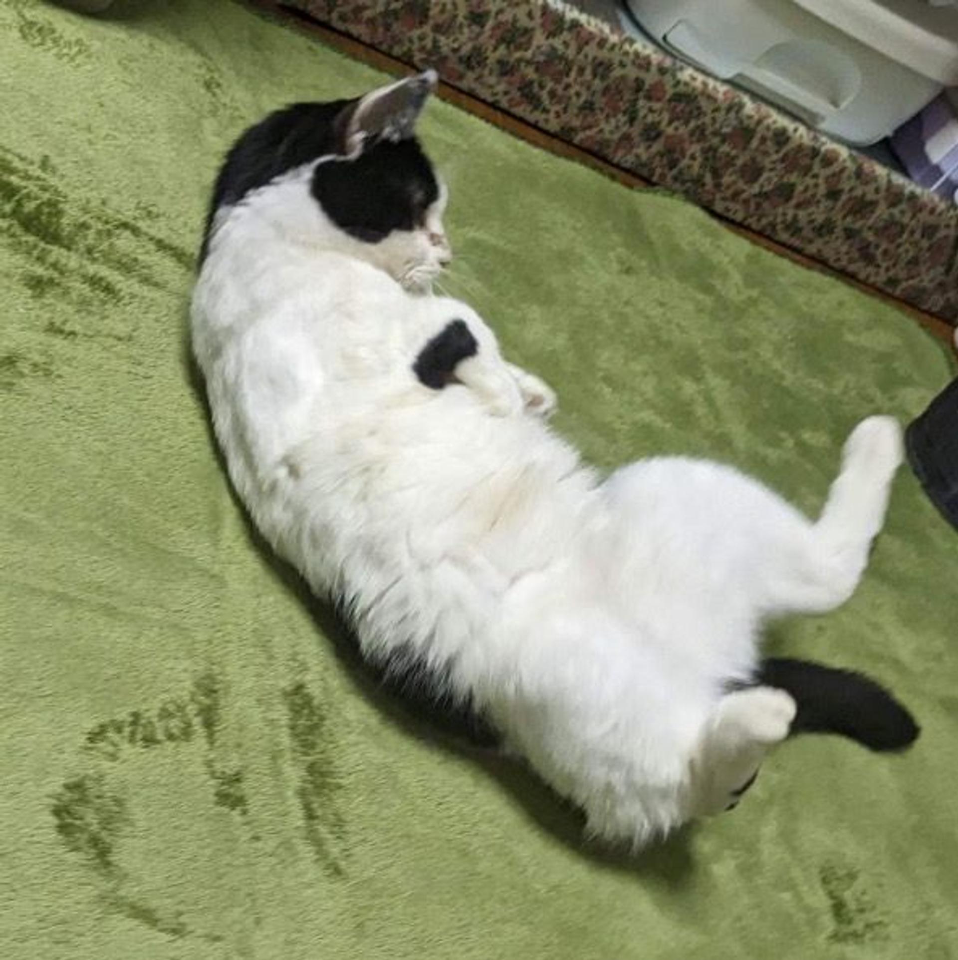 pet-image-7