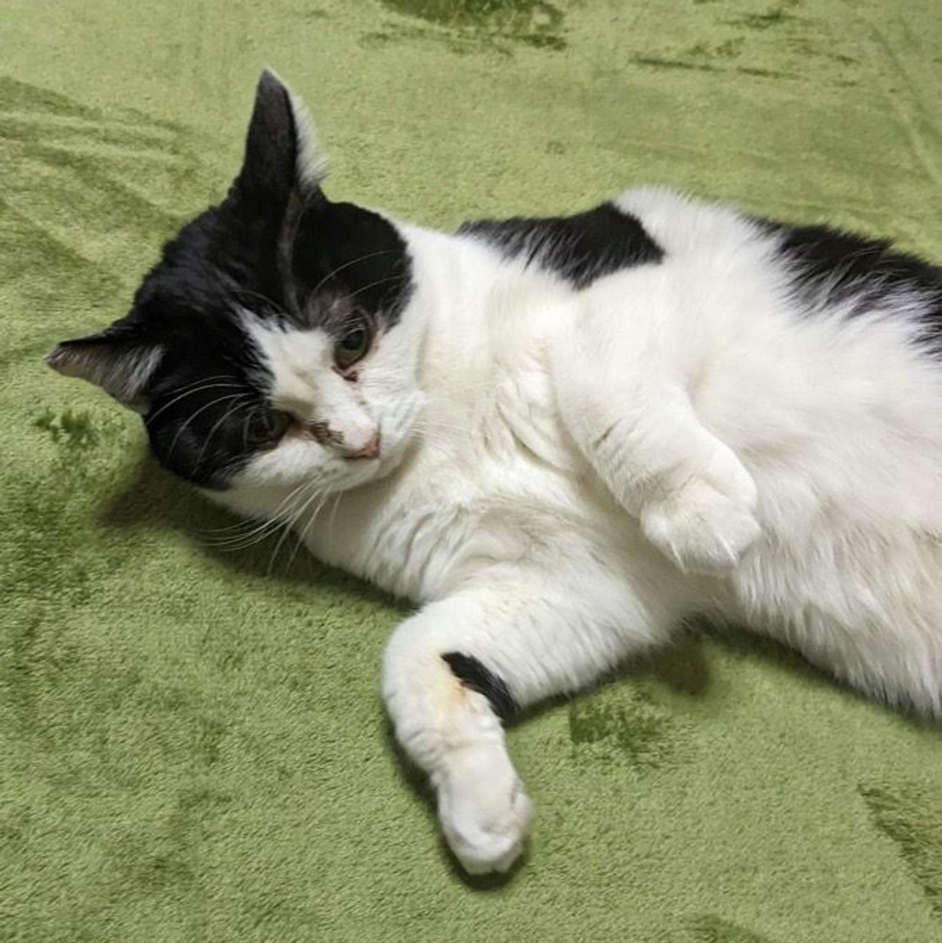 pet-image-8