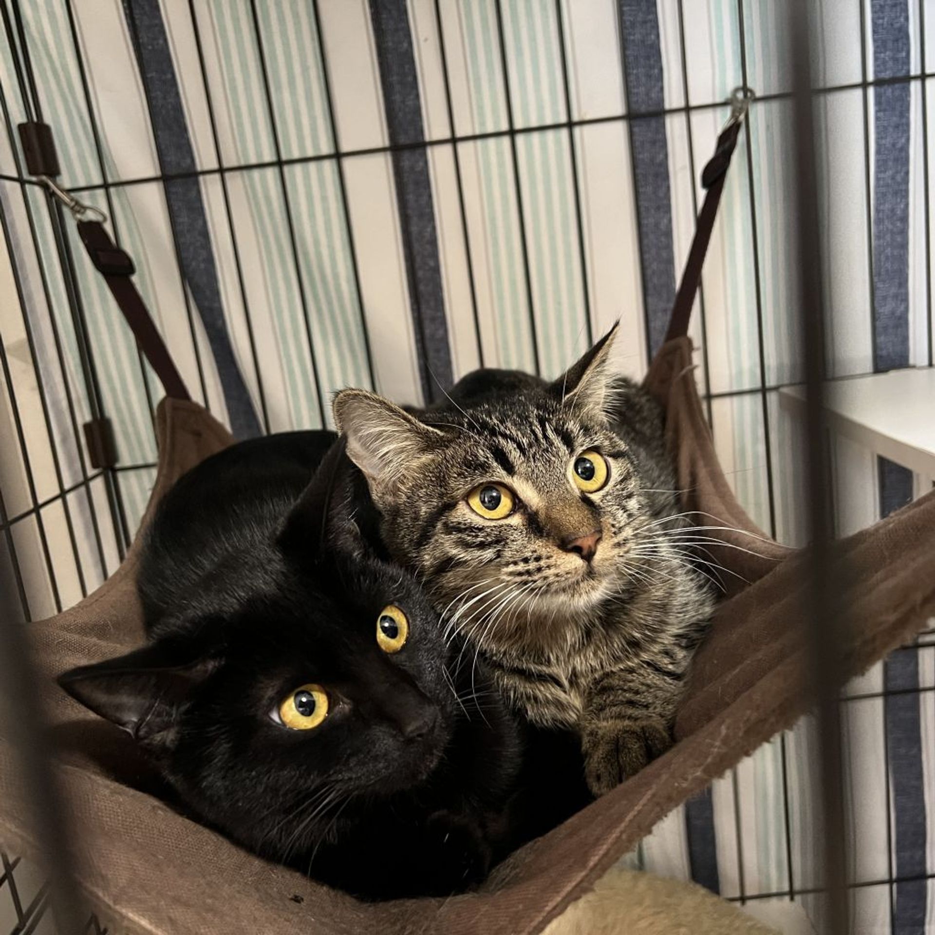 雑種（ミックス猫）・メスの里親募集の写真