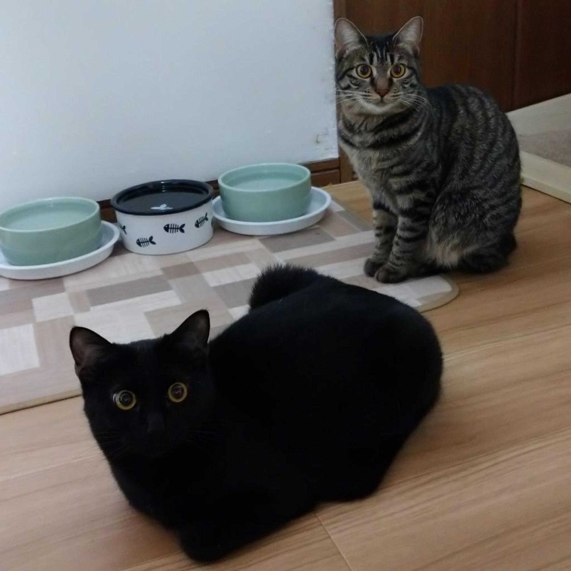 pet-image-3