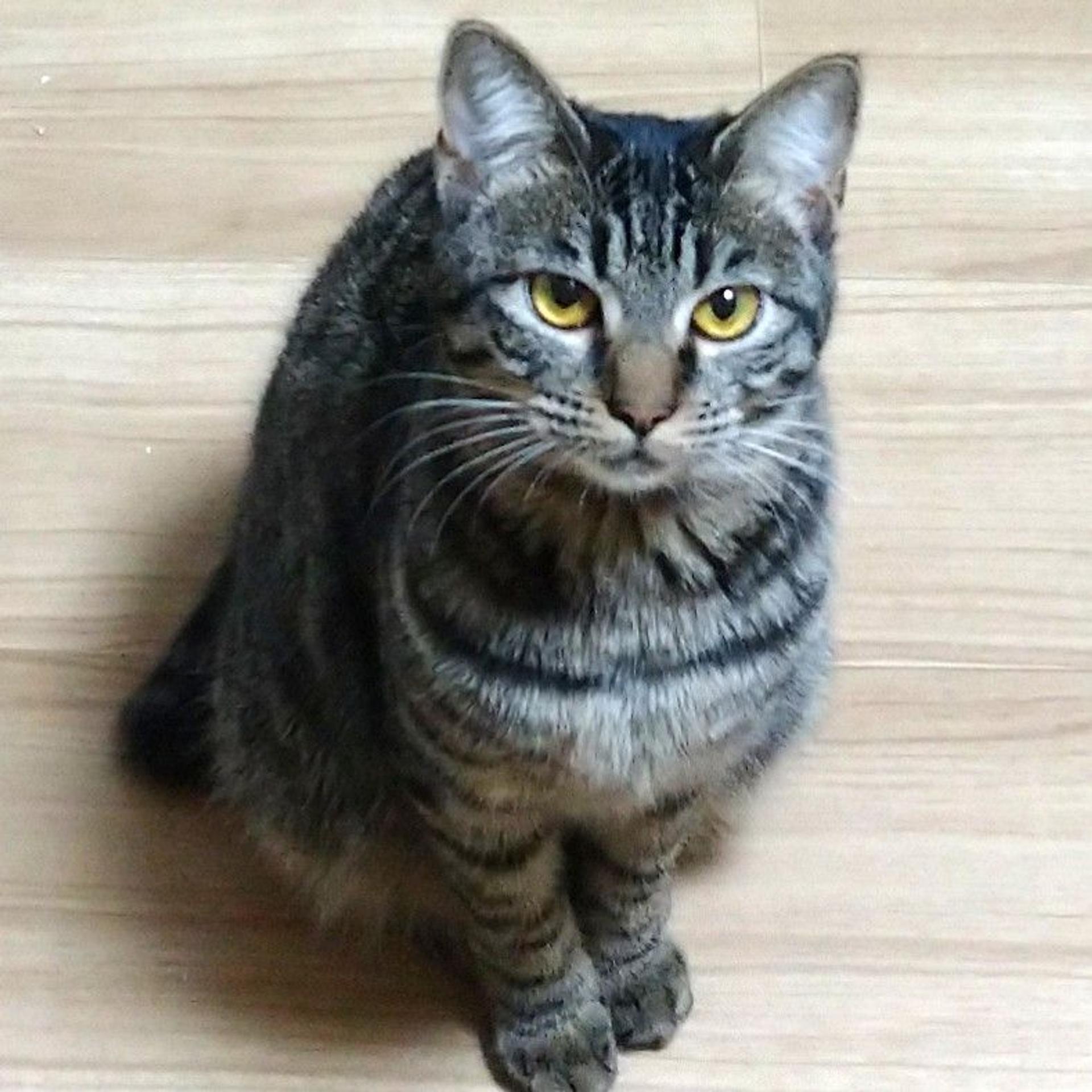 pet-image-6
