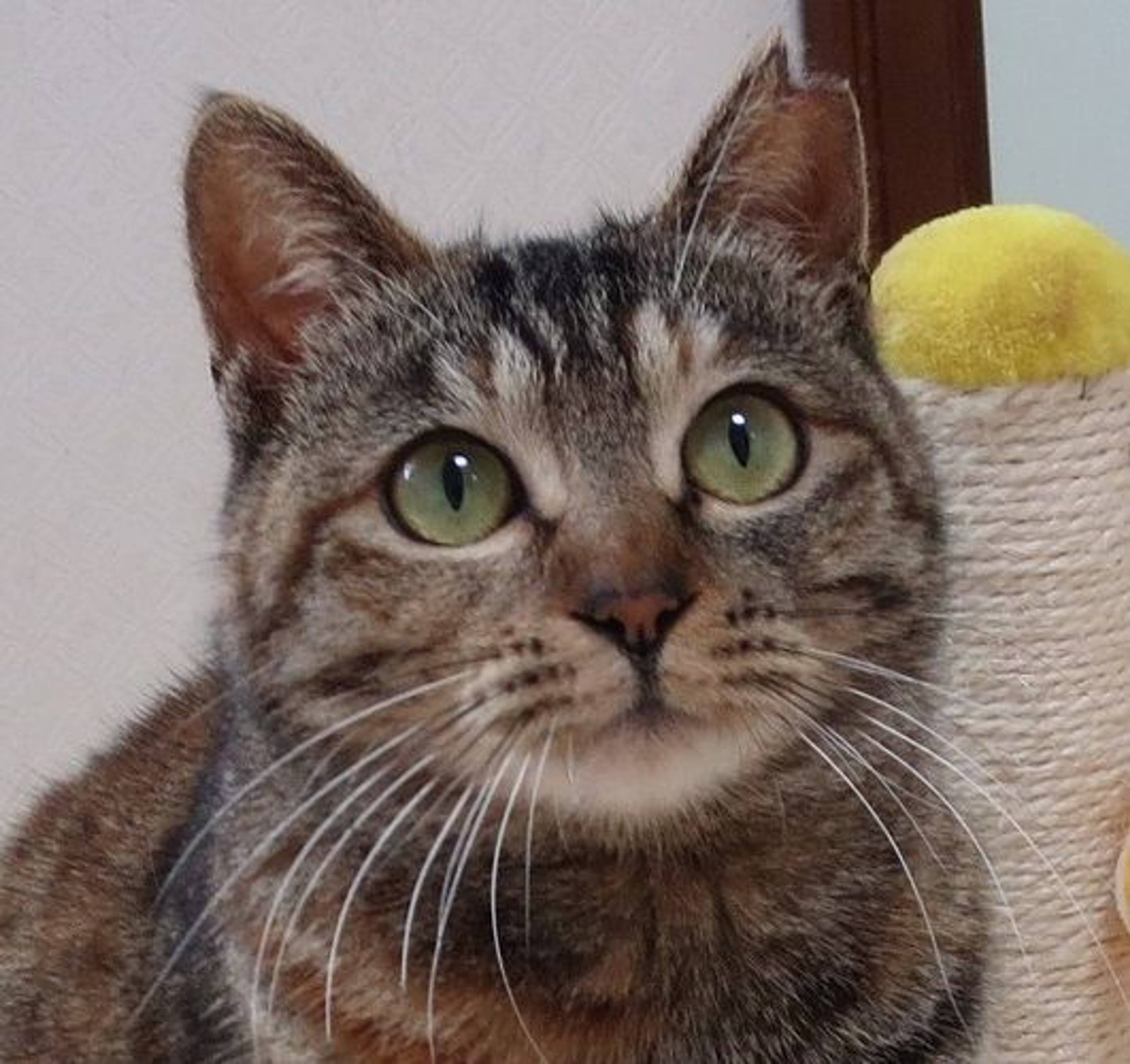 雑種（ミックス猫）・メスの里親募集の写真